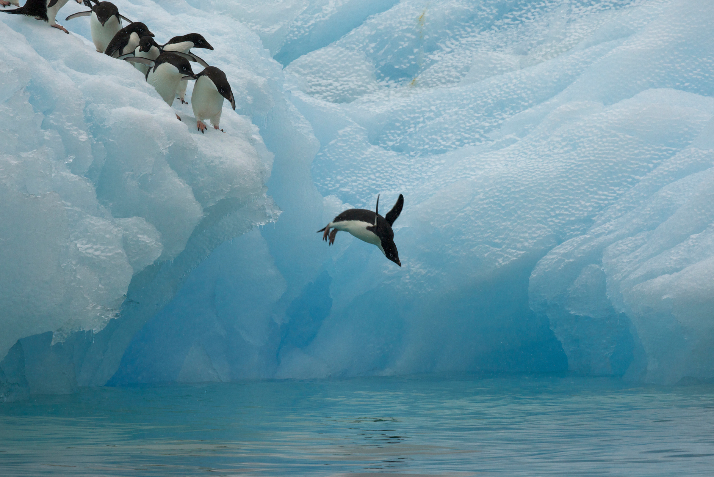 Ein Pinguin springt in der Antarktis von einer Eisscholle ins Meer.