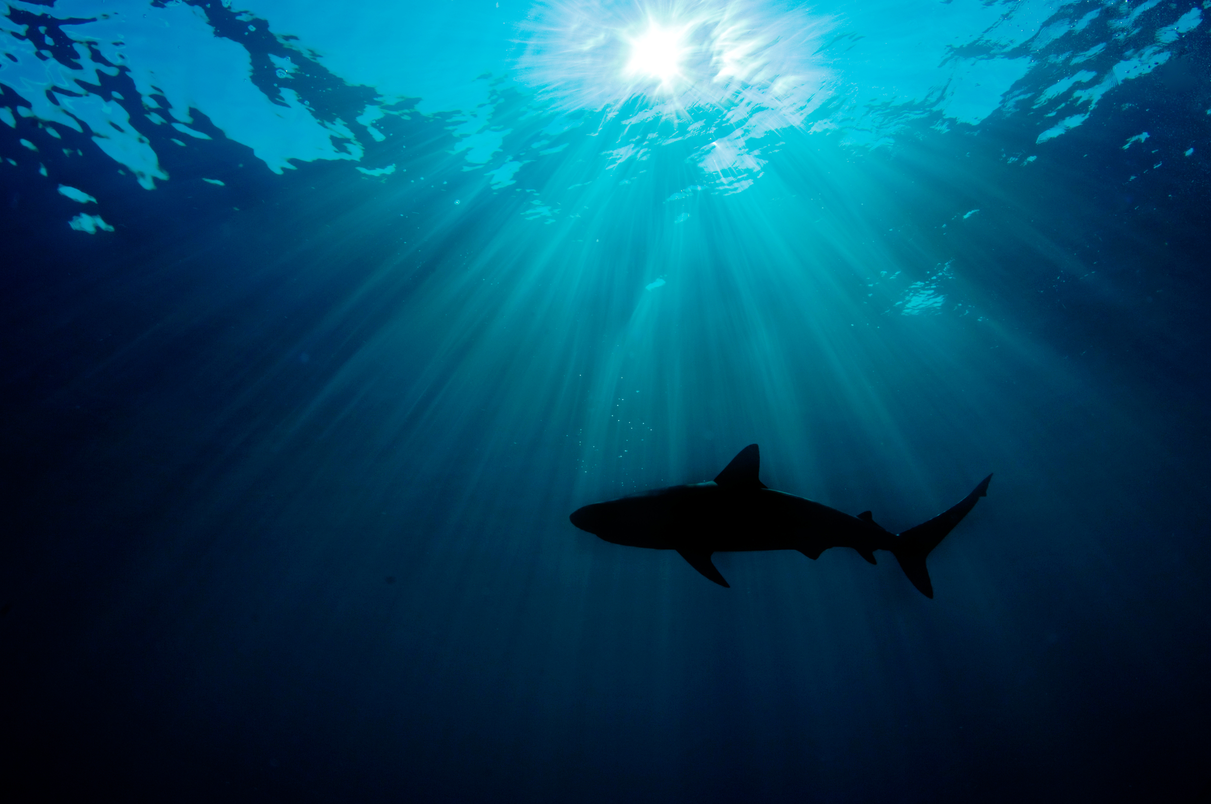 Caraïbes requin de récif (Carcharhinus perezi) se profilant contre le soleil. Grand Bahama, aux Bahamas. Océan Atlantique.