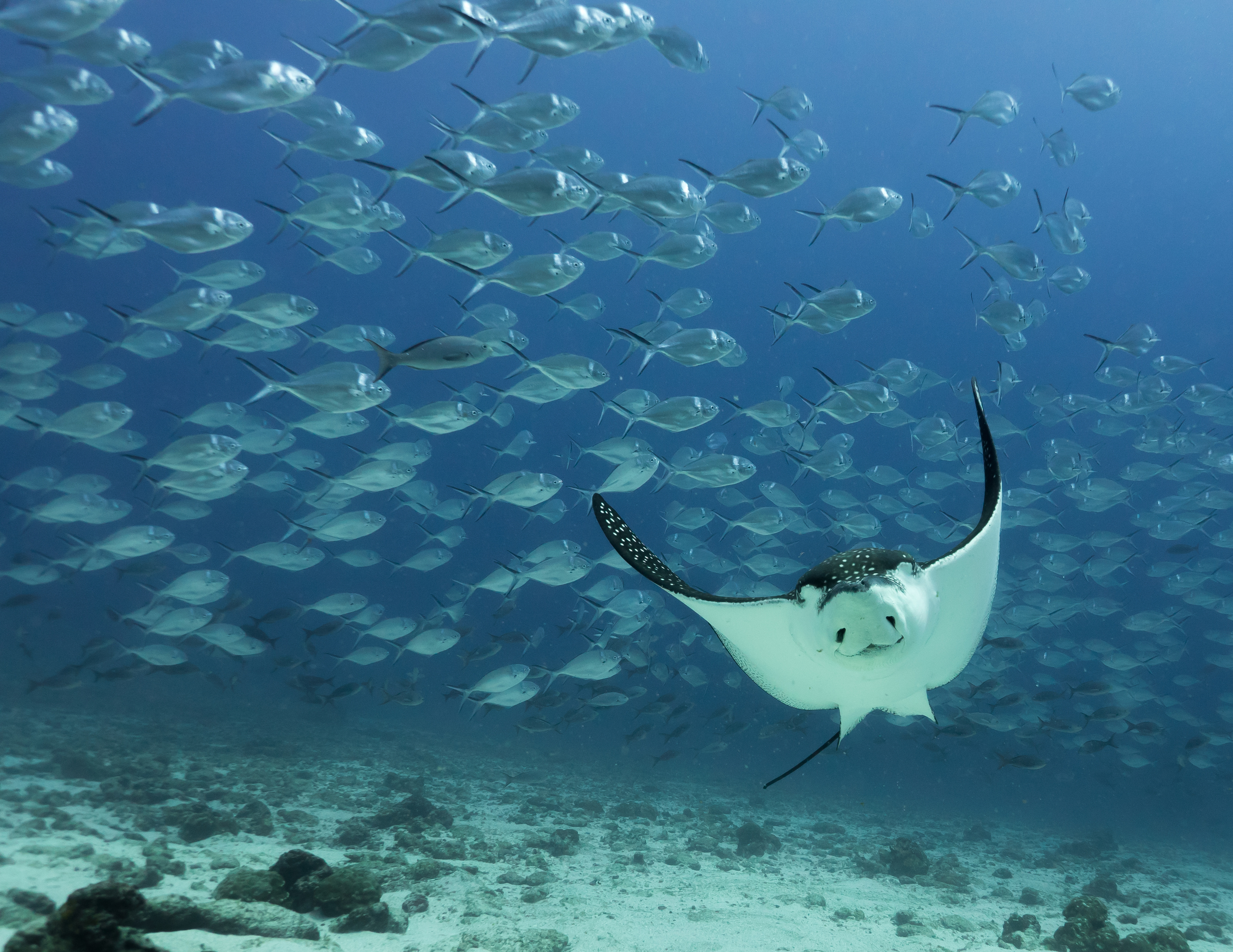 ray aigle tacheté (Aetobatus narinari) piscine près du fond de l'océan près de Darwin Islande, les îles Galapagos.