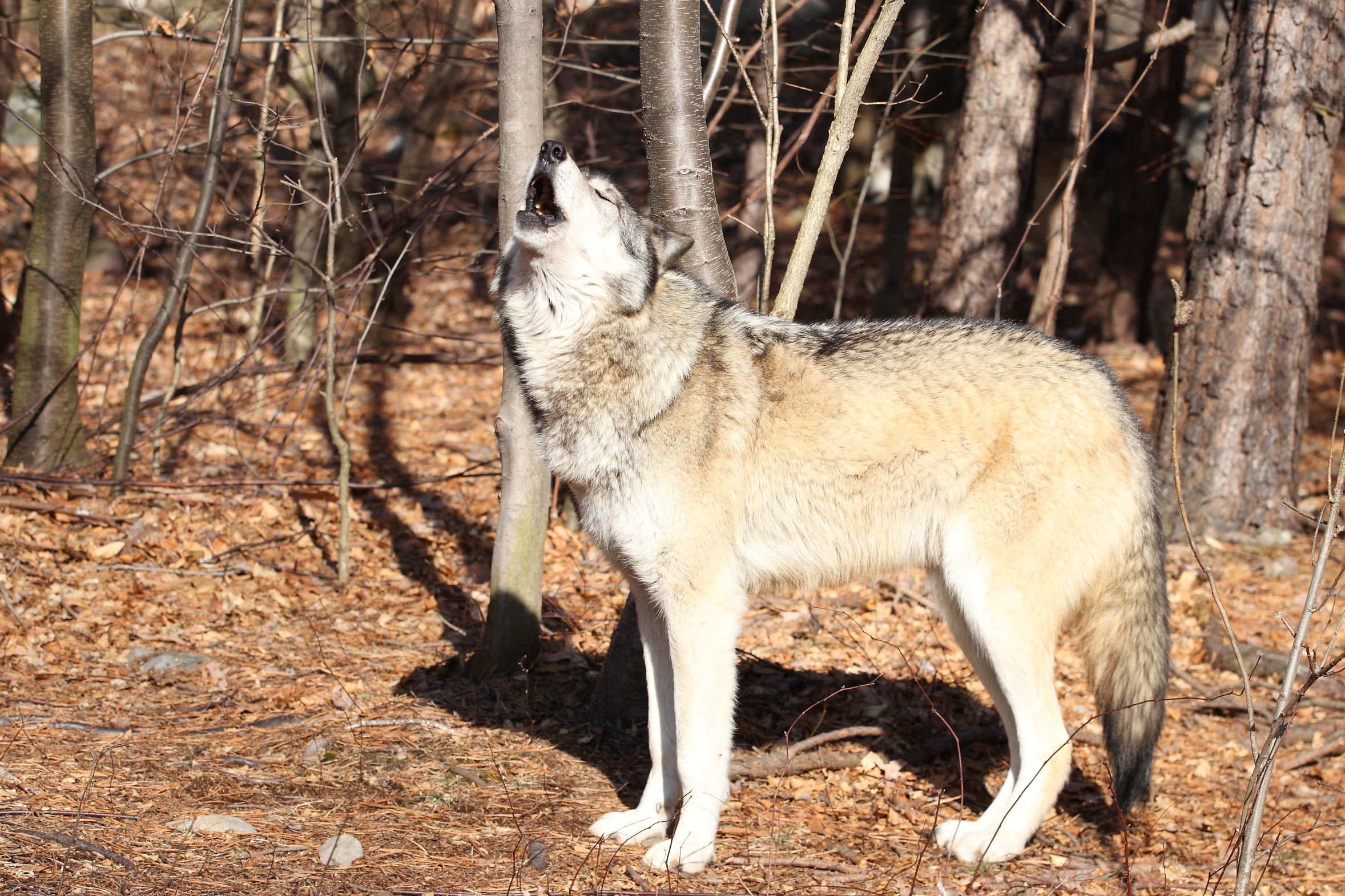 Nordamerikanischer Grauer Wolf