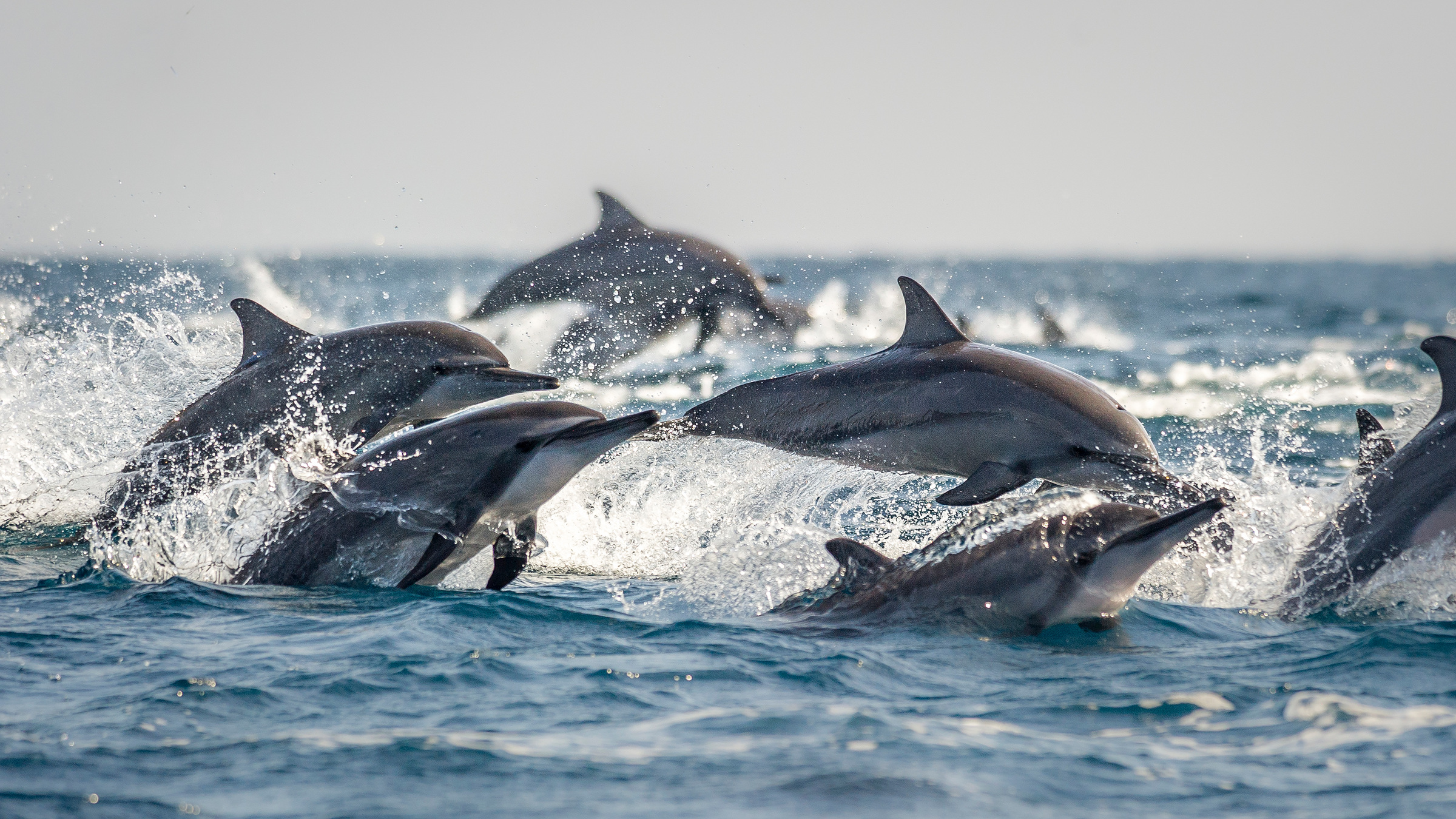 delfini in Sri Lanka