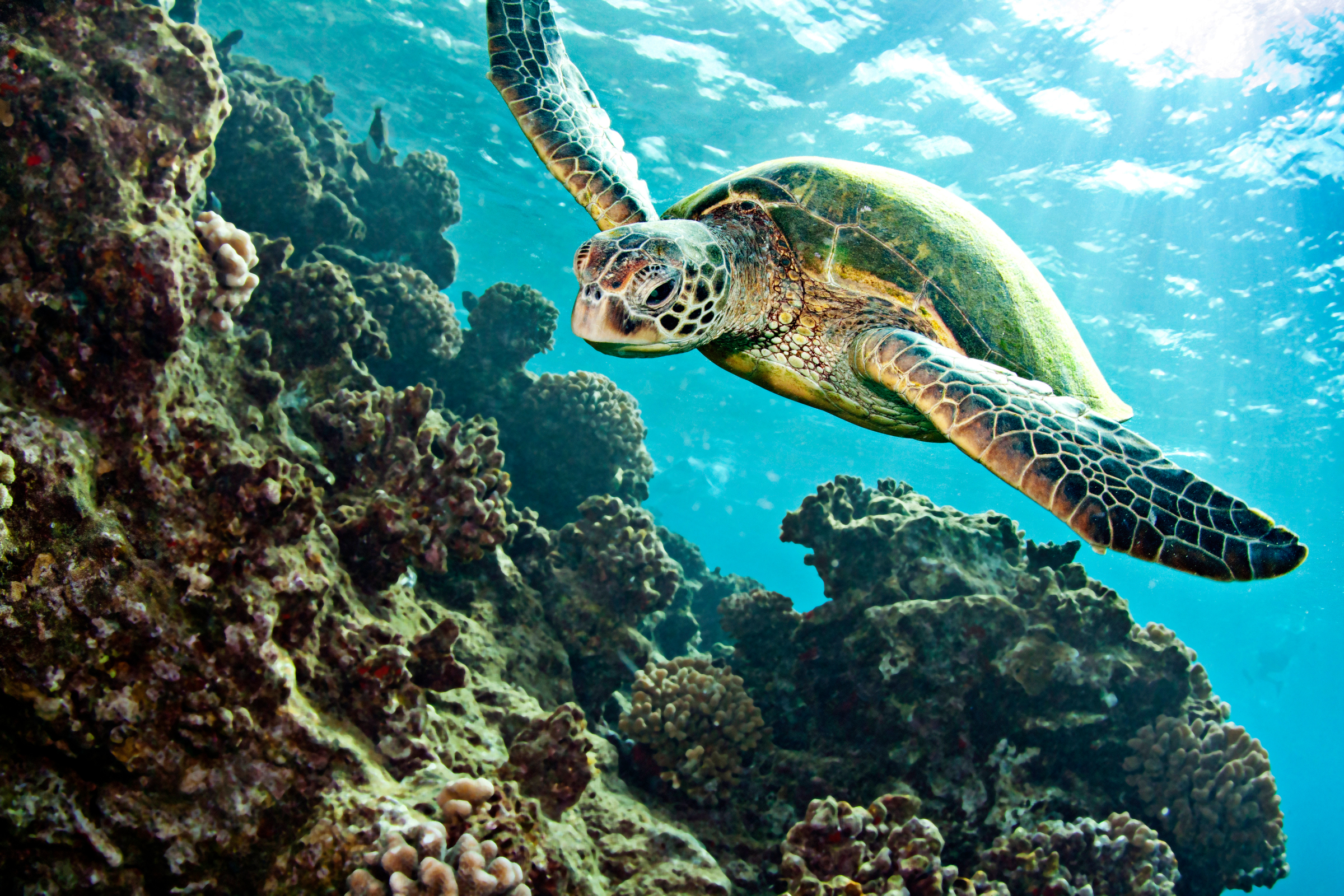 Schildkröte schwimmt über Korallen