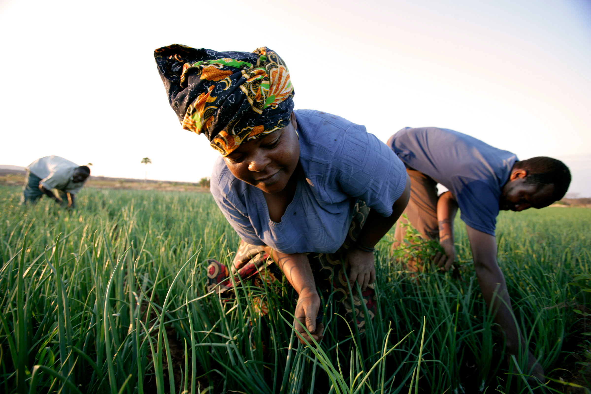 Gli agricoltori che operano in un campo di cipolle in Tanzania