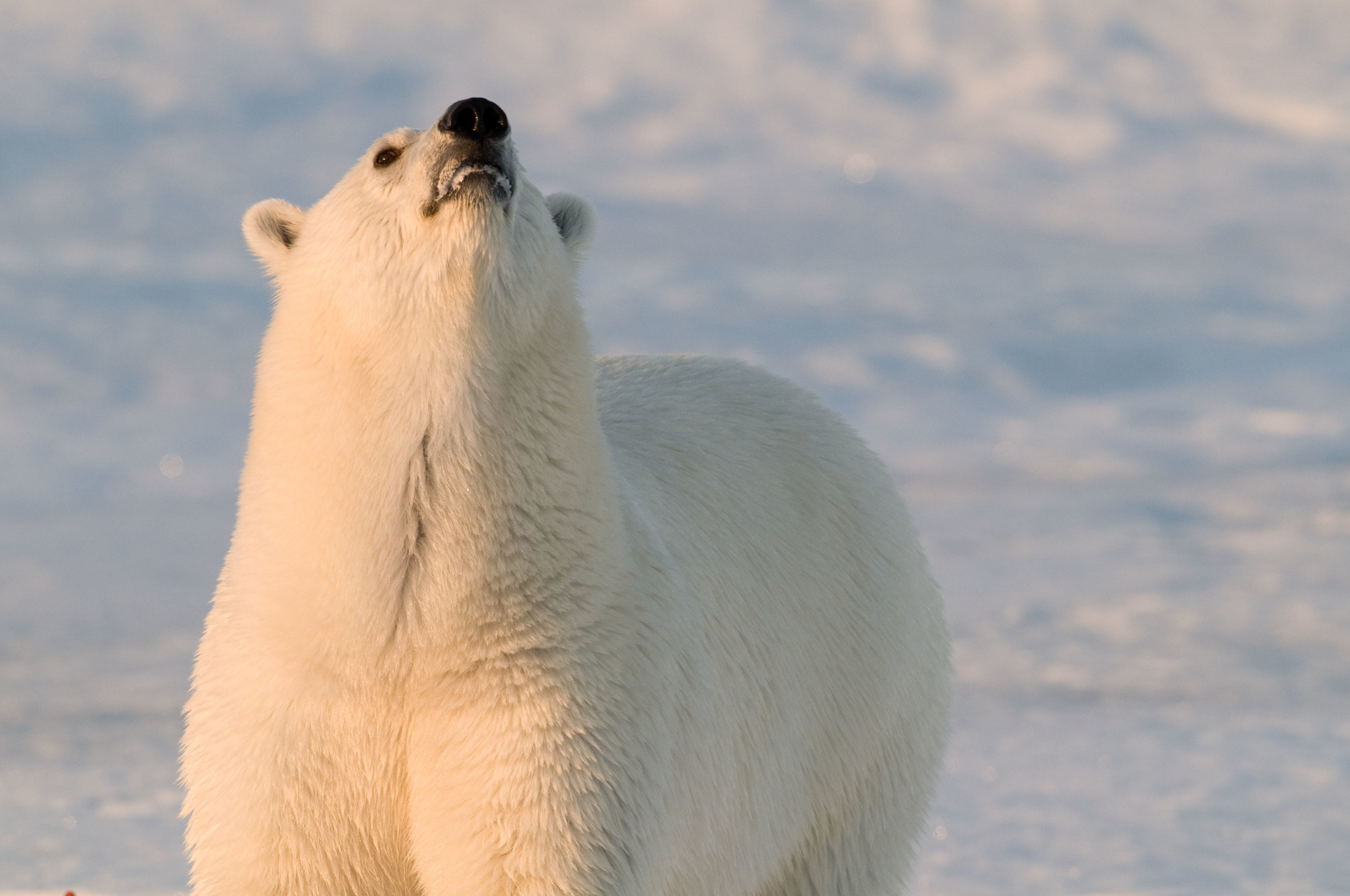 Orso polare con il suo naso