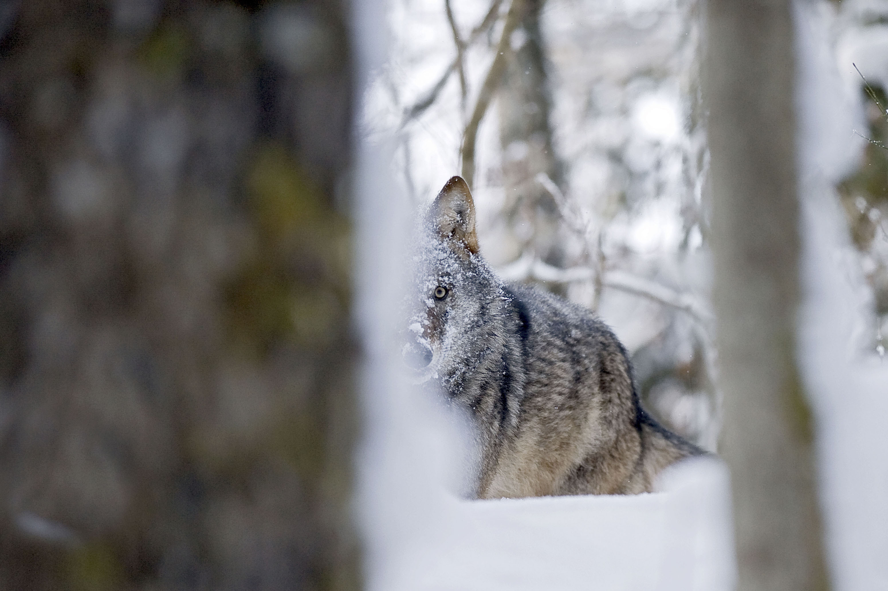 Ein Wolf im Wald, halb von Bäumen versteckt