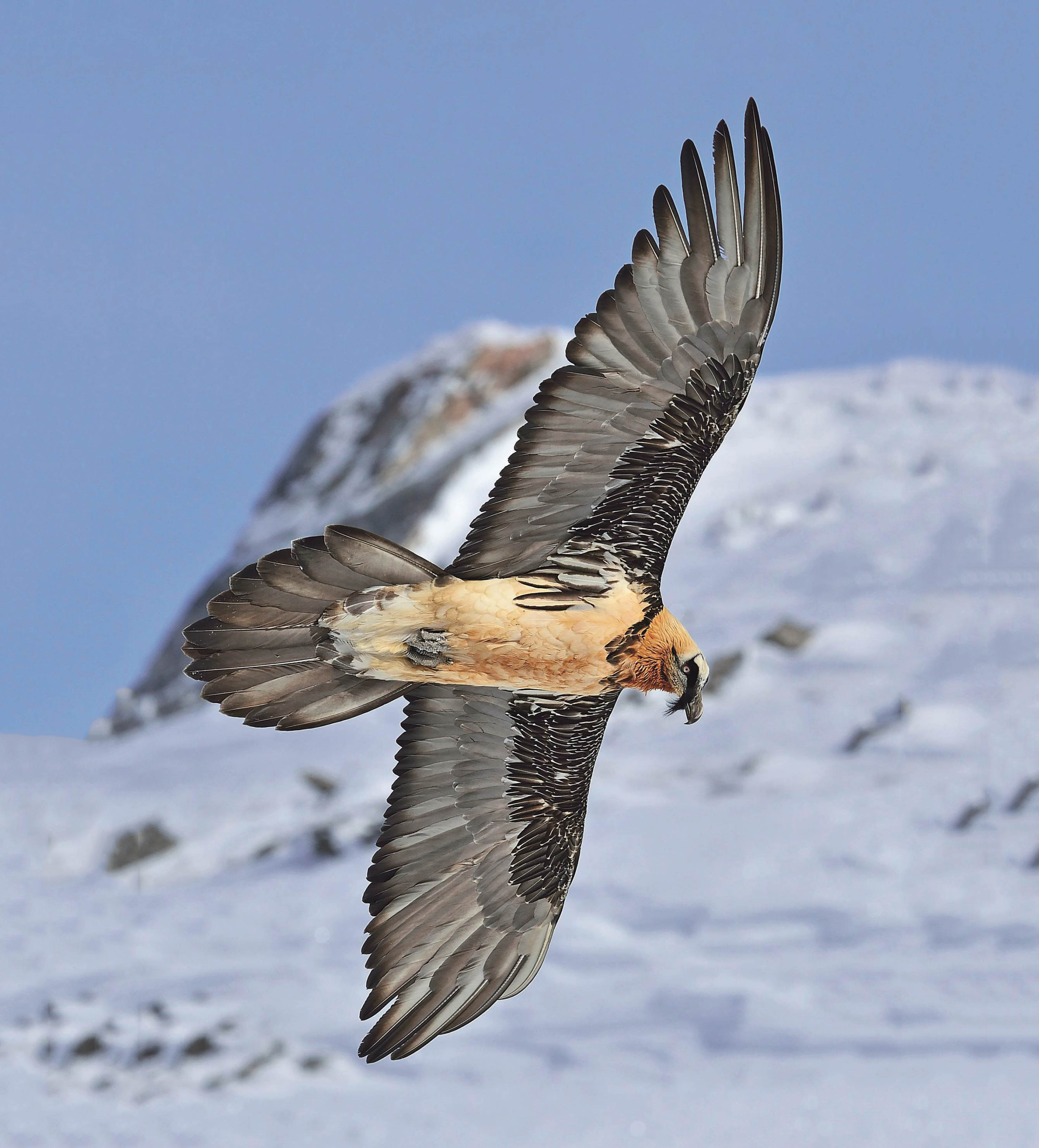 Bartgeier am Fliegen