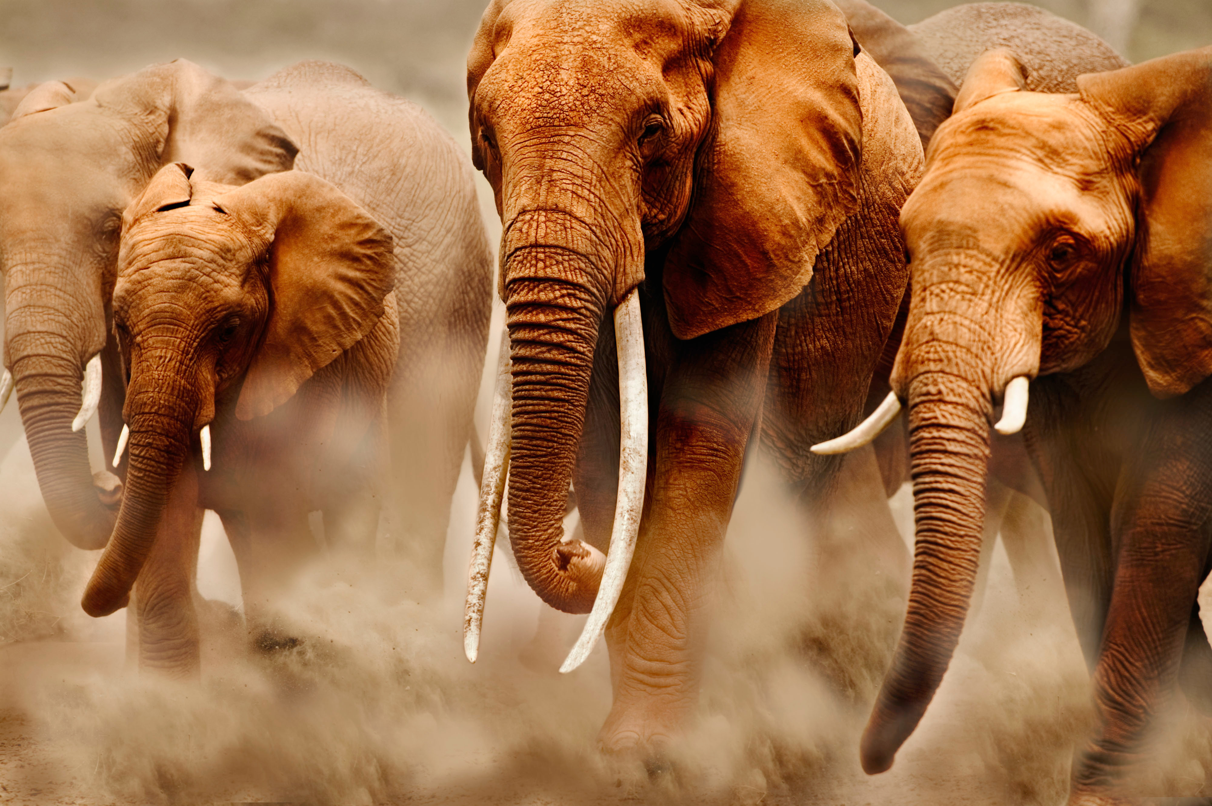 Troupeau d'éléphants dans le parc national Amboseli au Kenya
