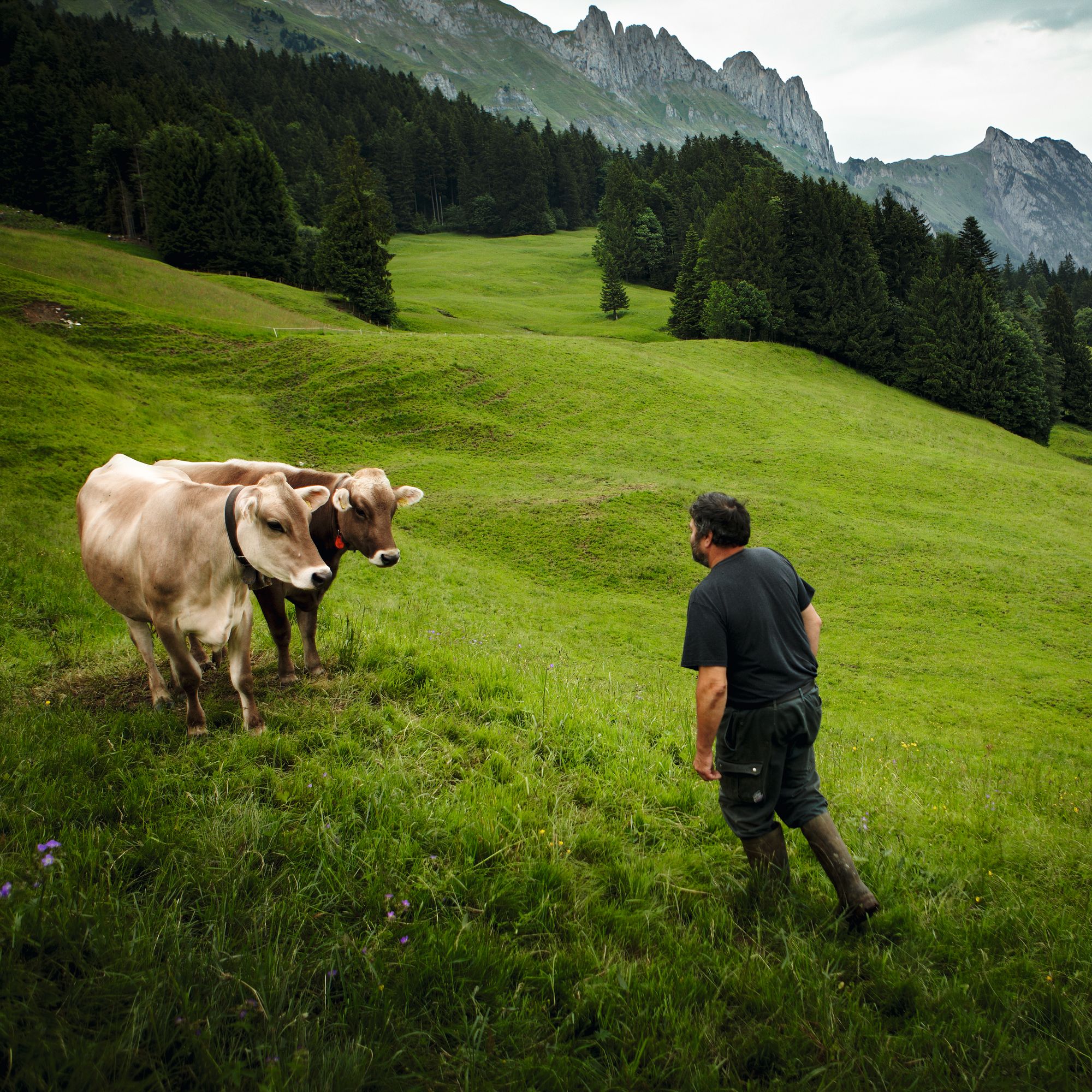 Farmers with cows