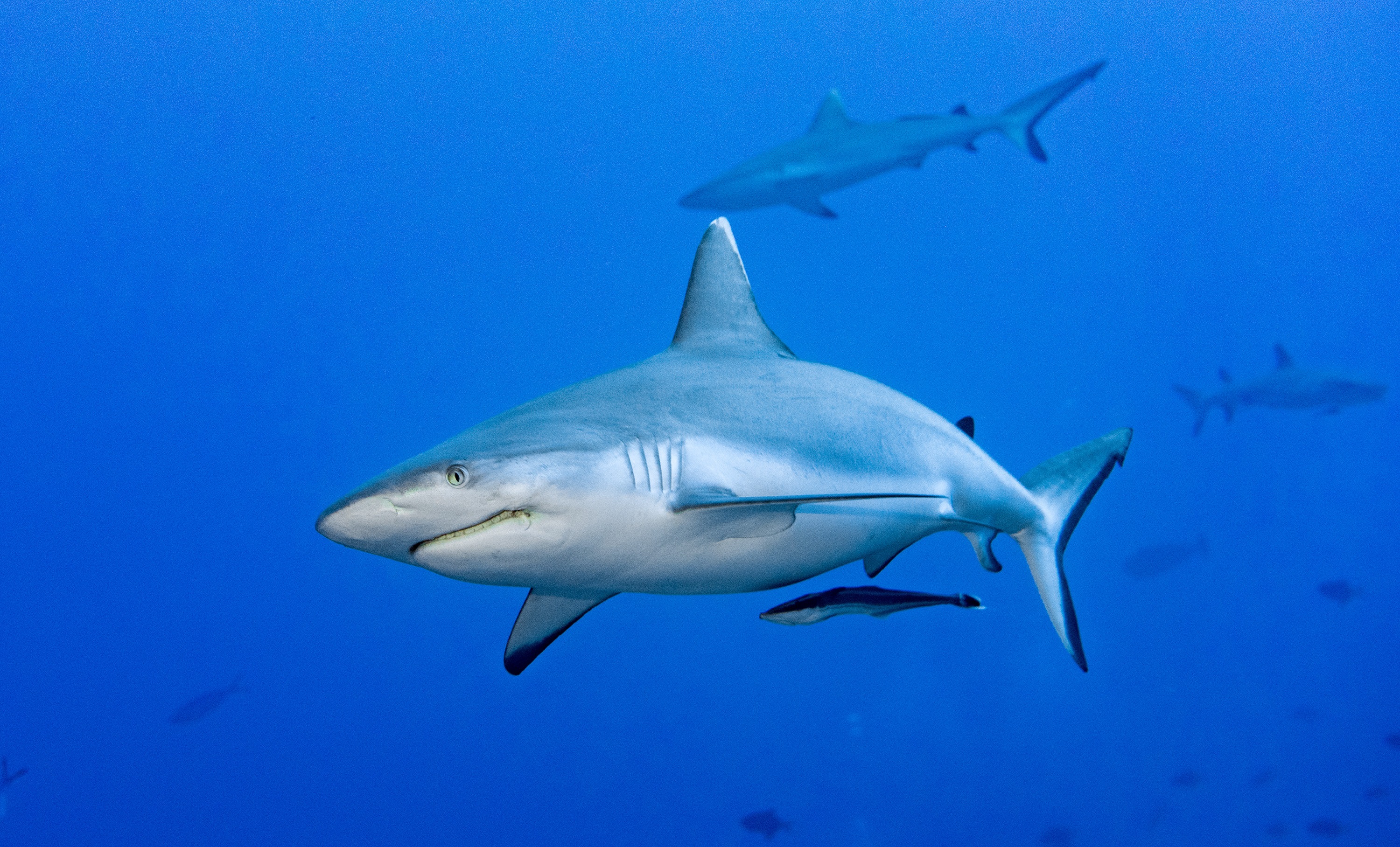 squalo grigio nel mare