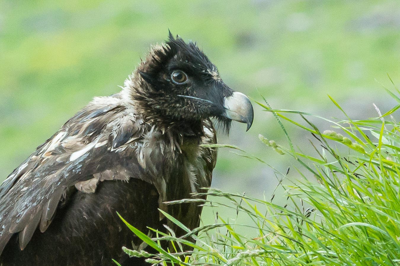 Das Bartgeier-Jungtier Trudi wurde vor Kurzem ausgewildert