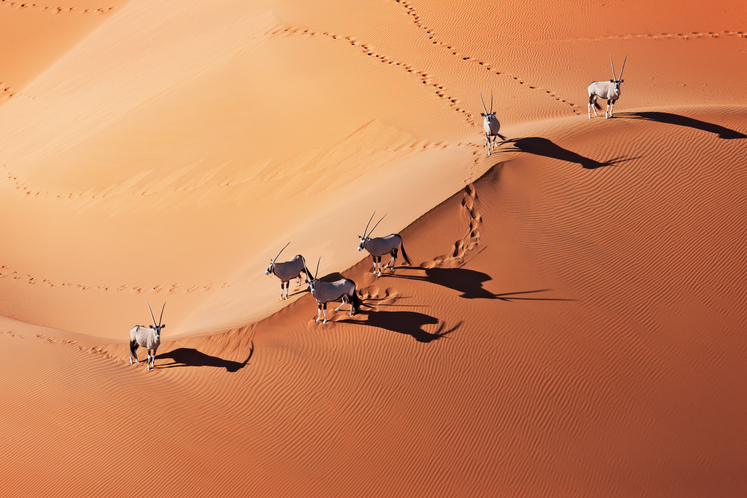 esecuzione Oryx attraverso le dune di sabbia in Naukluft National Park, Namibia