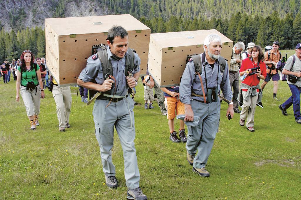 Wildhüter tragen Kisten mit einem jungen Bartgeier für die Auswilderung