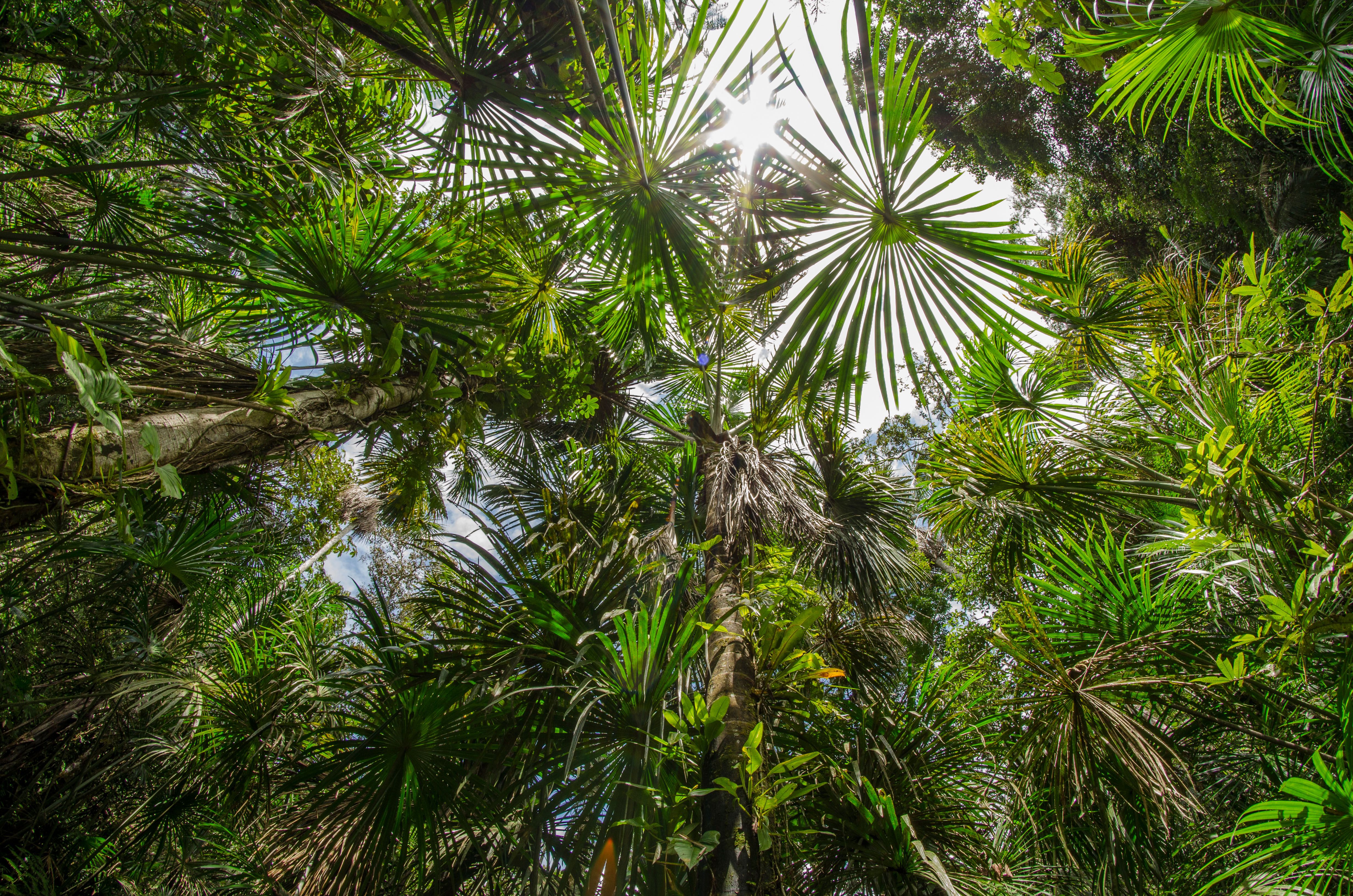 forêt tropicale