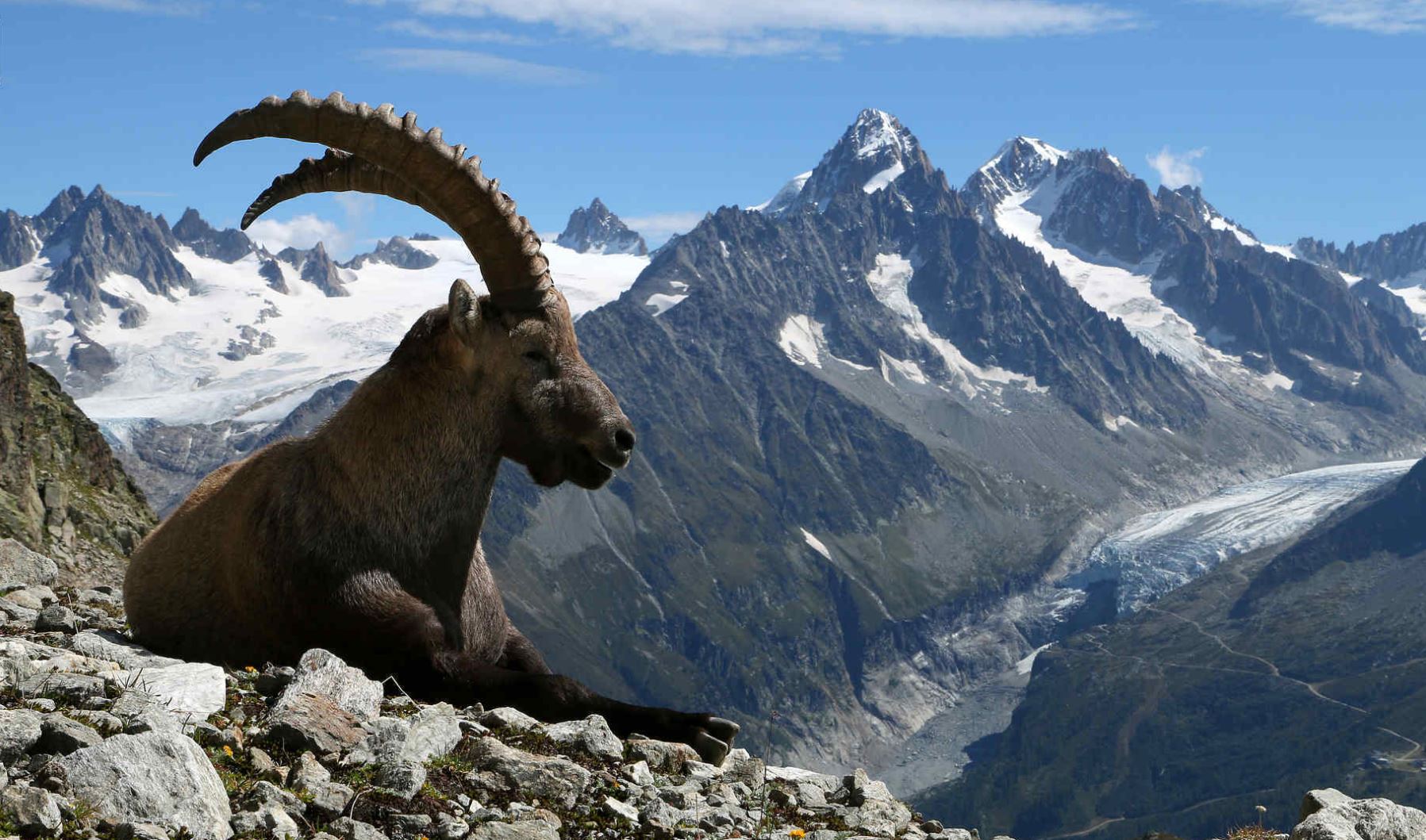 Un bouquetin dans les Alpes suisses