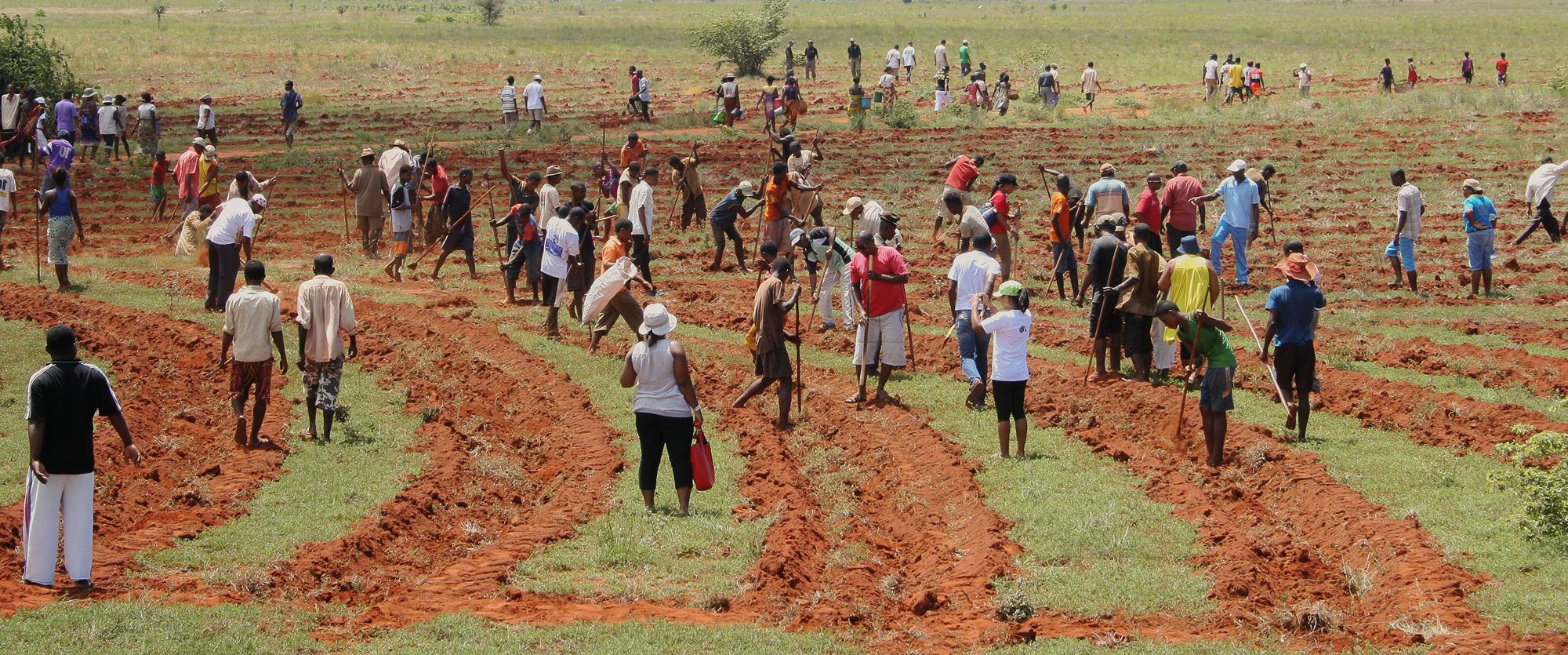 Reboisement en Toilara dans la région Mahafaly à Madagascar