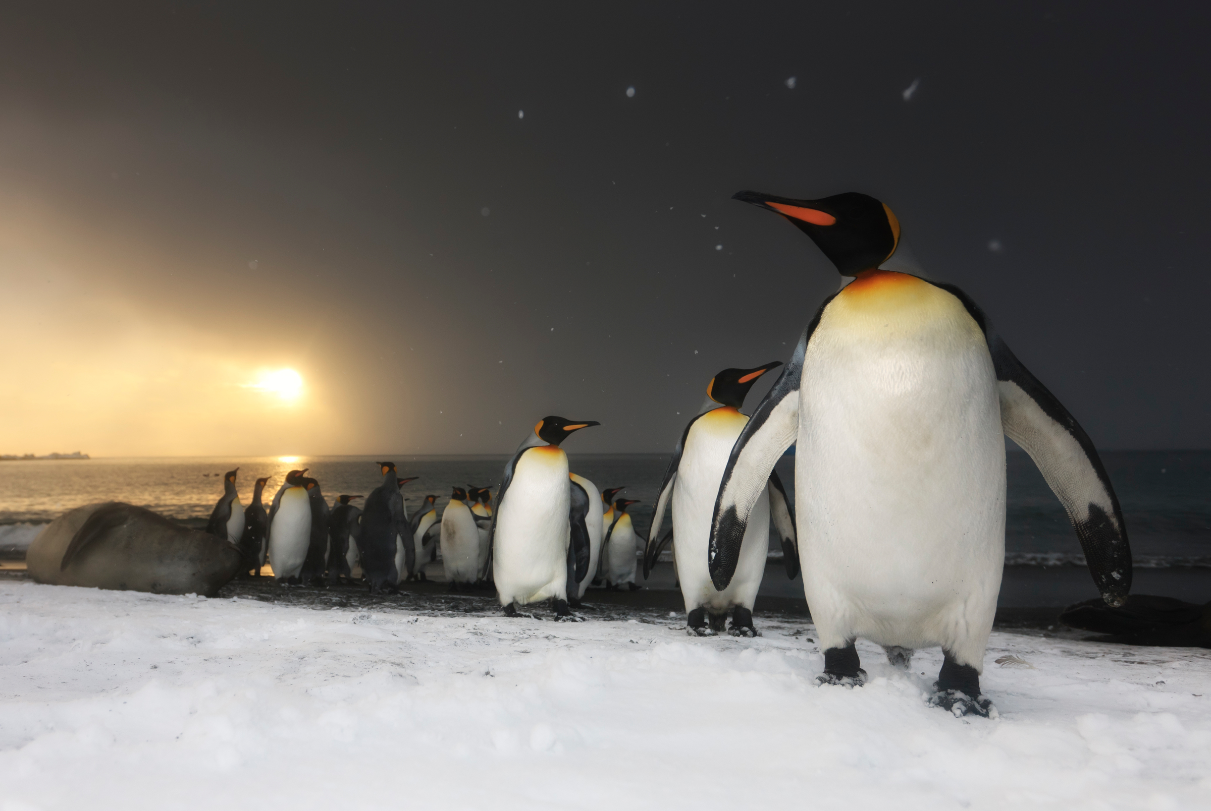Königspinguine auf Südgeorgien