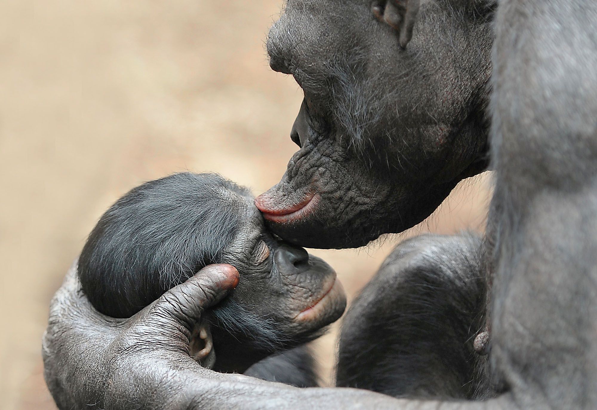 Bonobo-Mutter küsst ihr Baby