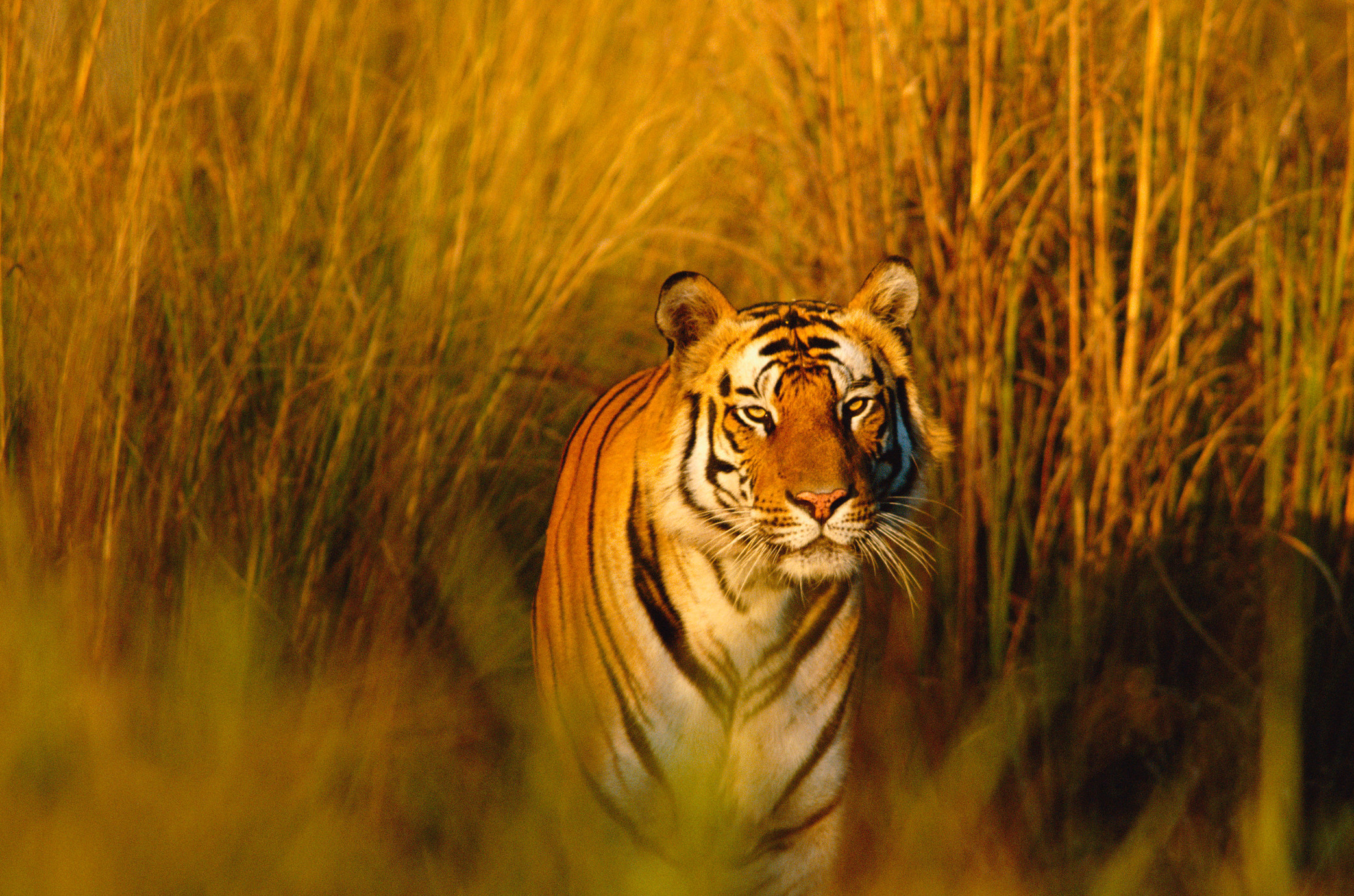 Bengalischer Tiger im hohen Gras