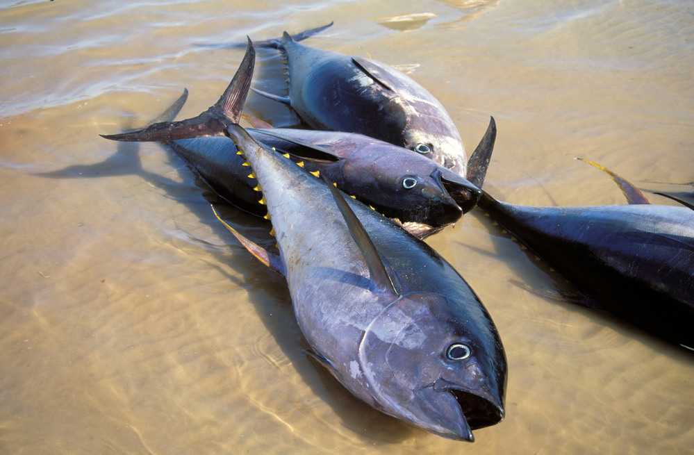 Yellow fin tuna, Sur, Oman