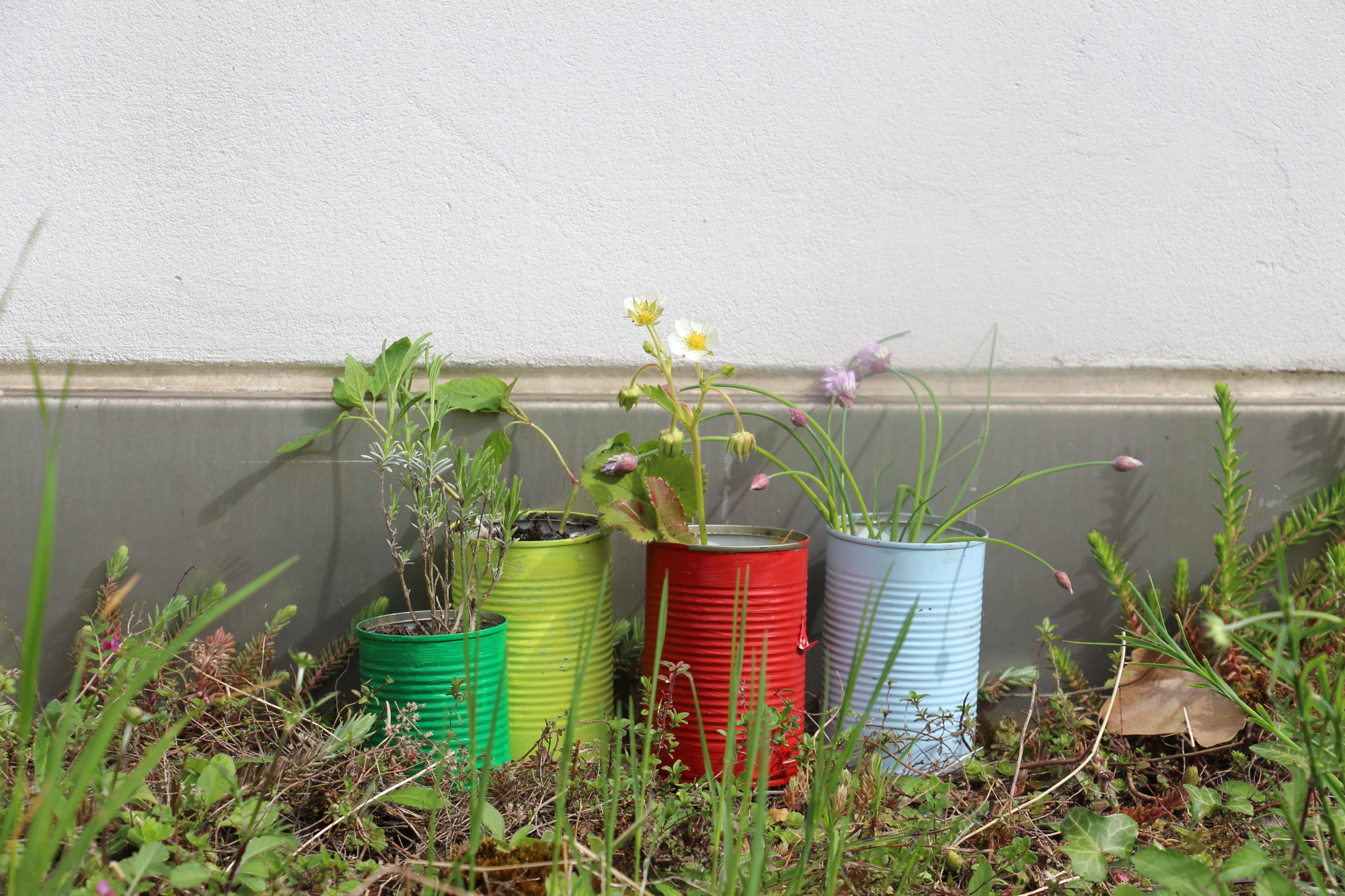 Garten, Pflanzen in der Dose