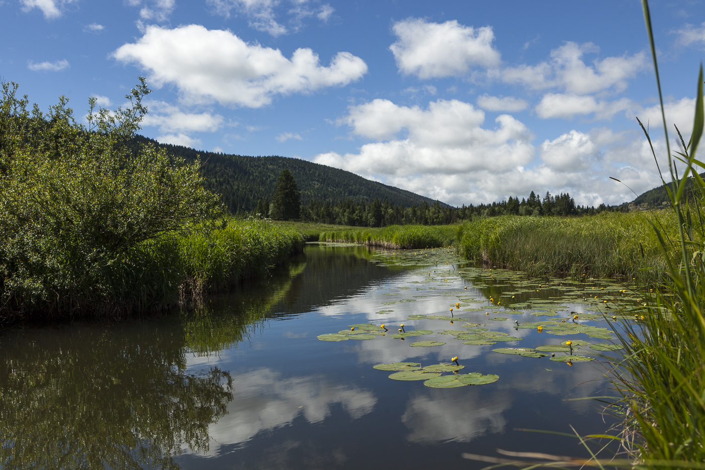 Schweizer Fluss Orbe