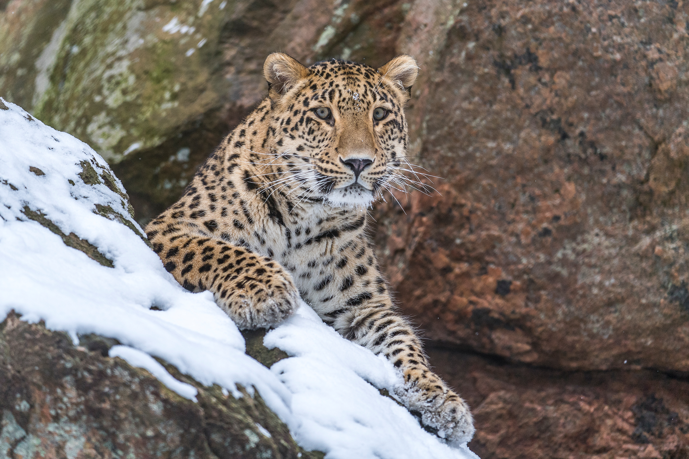 Persischer Leopard auf verschneitem Felsen