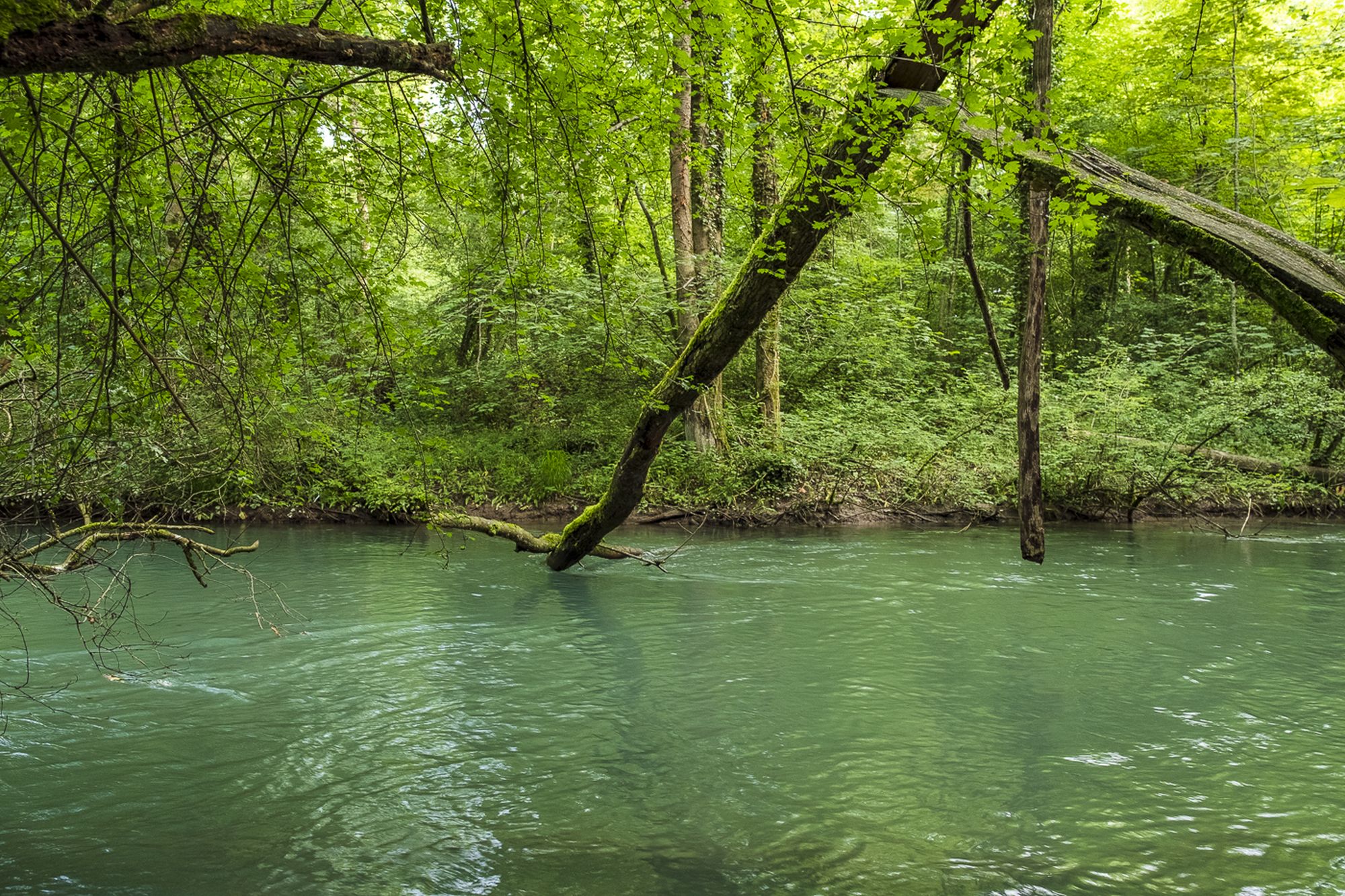 Äste über dem purpurnen Wasser der Alten Aare