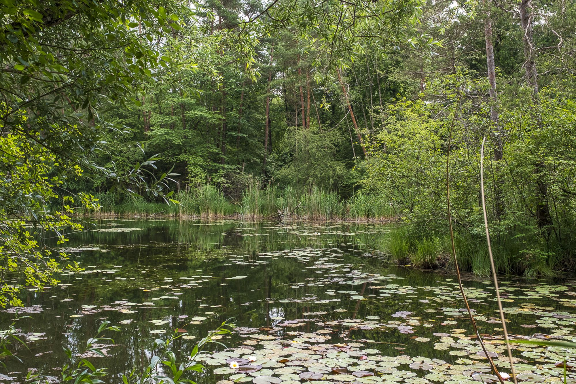 Ruhiges Wasser der Alten Aare