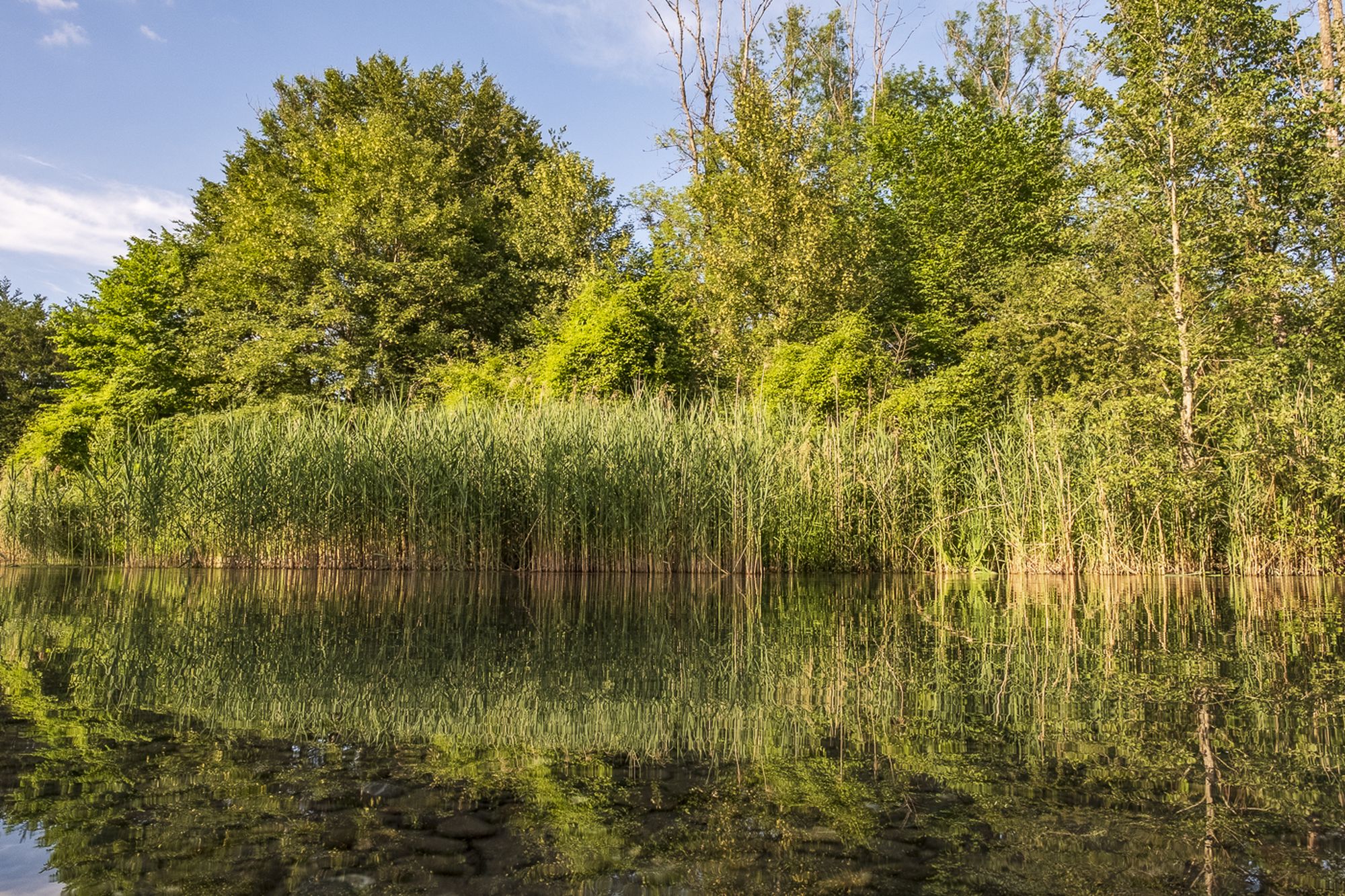 Spiegelung auf dem Wasser der Alten Aare