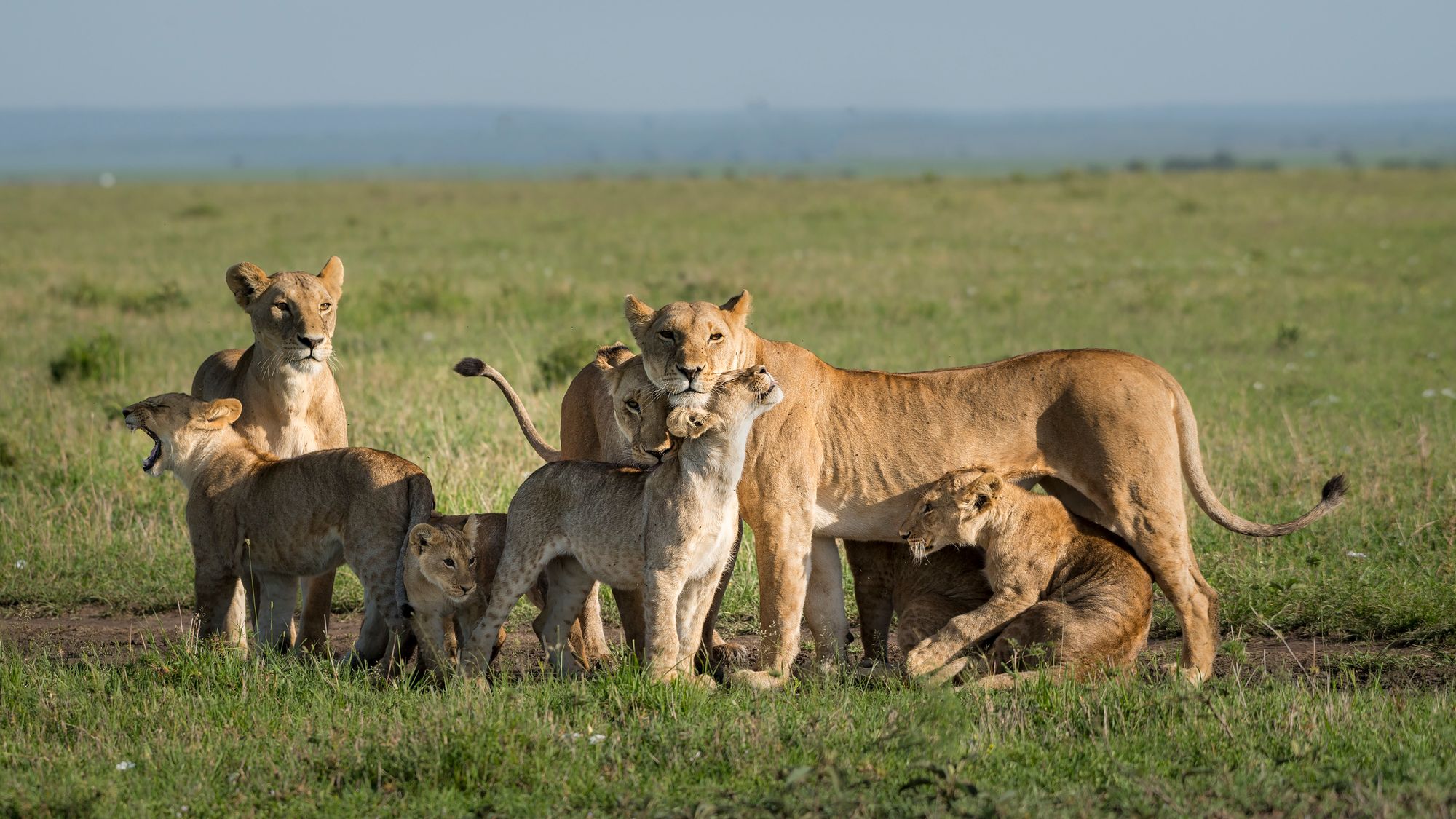 Afrikanischer Löwe mit Kindern