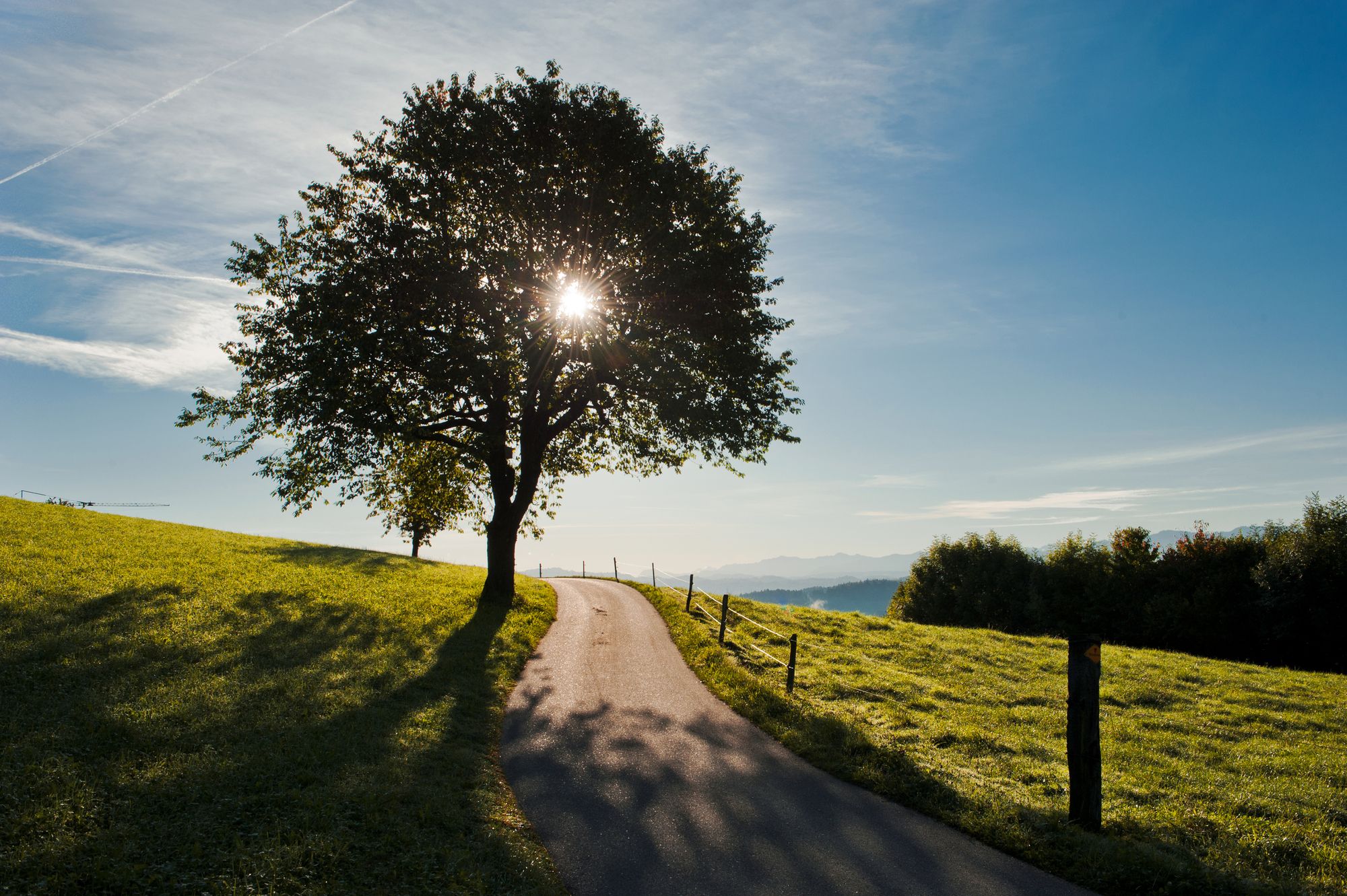 Kirschbaum an einem Weg bei Lützelflüh im Emmental