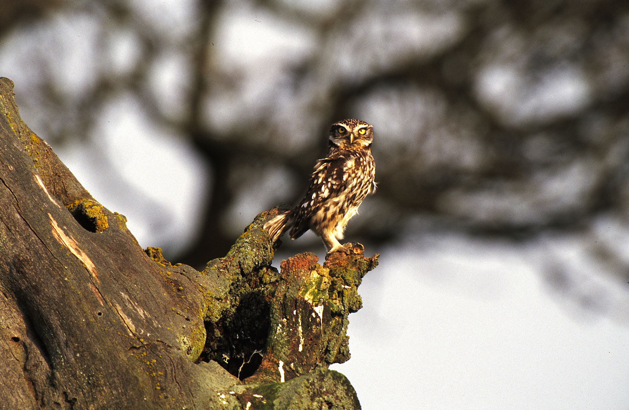 Steinkauz (Athene noctua) auf einem Baum