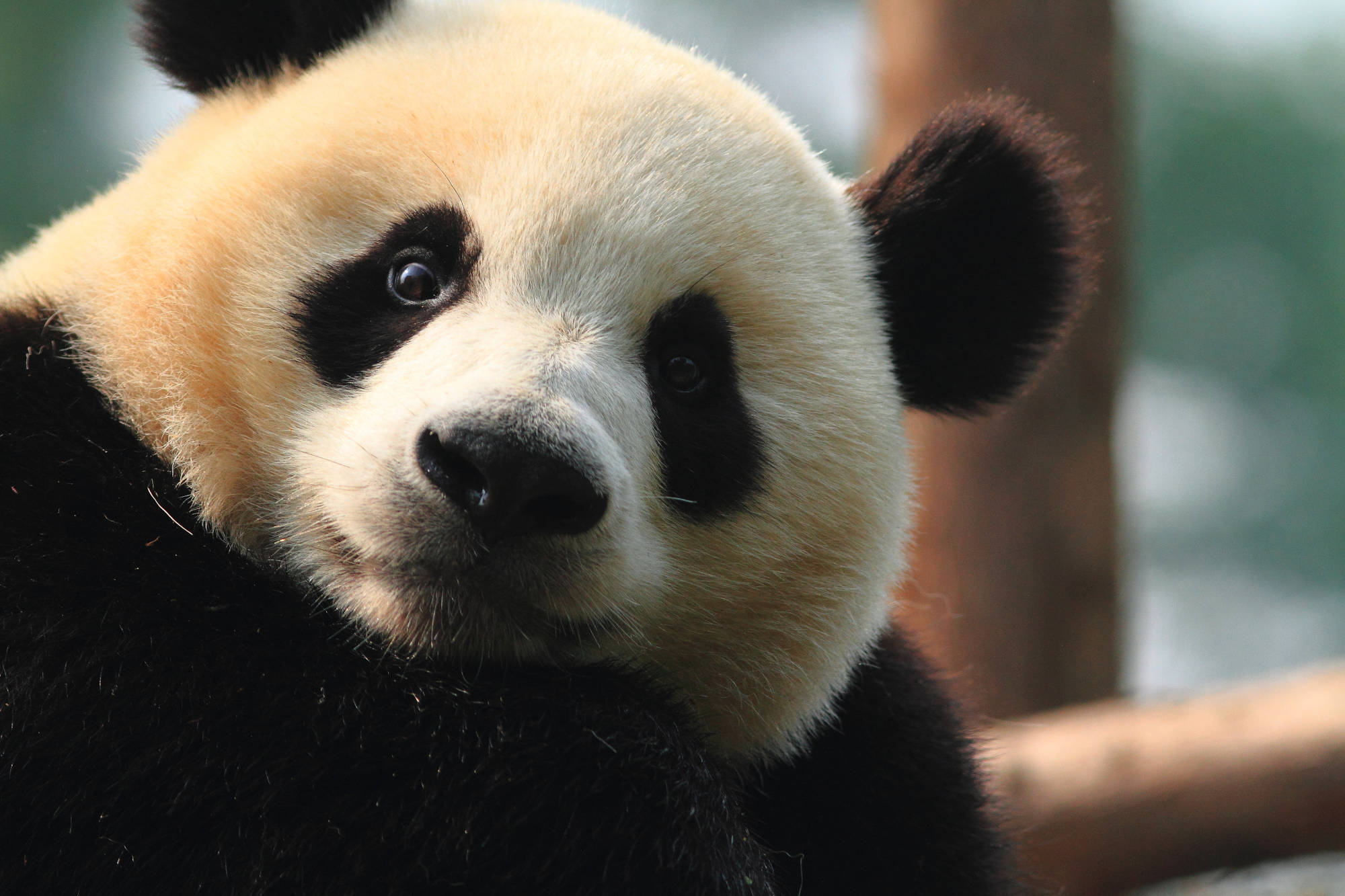 Panda in der Wildnis