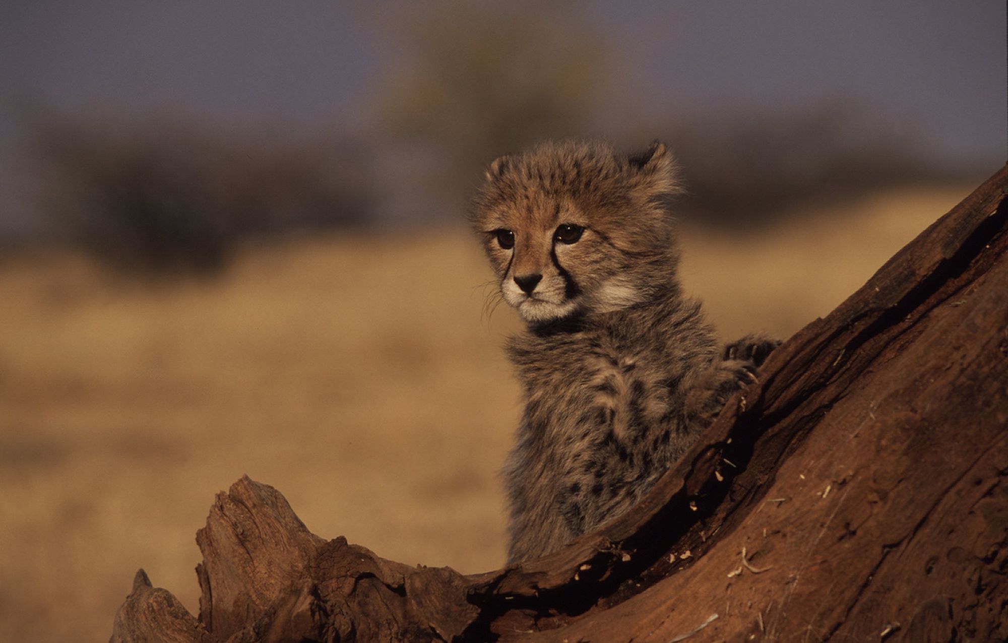 Dreimonatiges Gepard-Jungtier, Sub-Sahara, Afrika