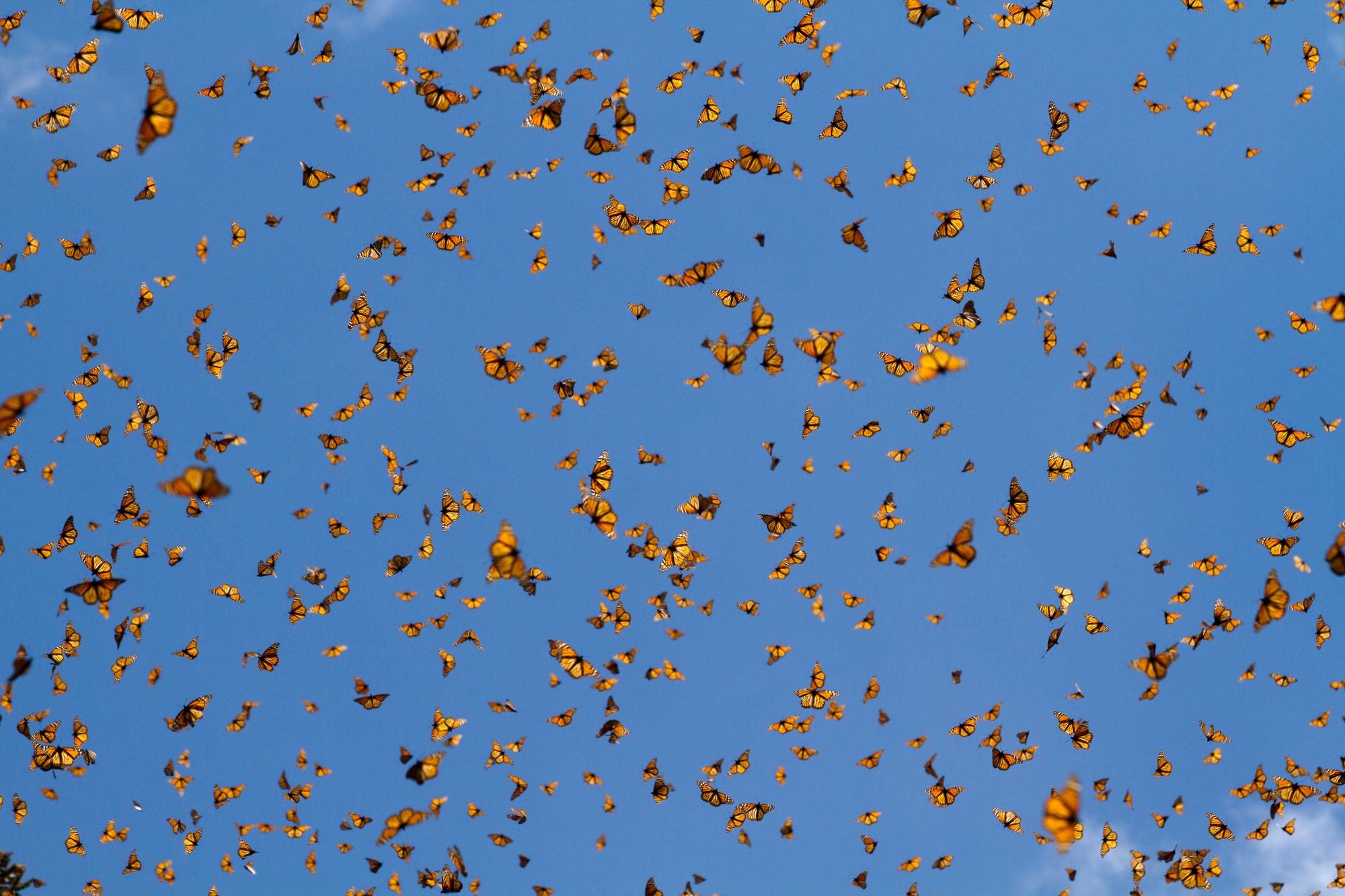 Monarchfalter-Schwarm am blauen Himmel, Monarchfalter-Reservat, Mexiko