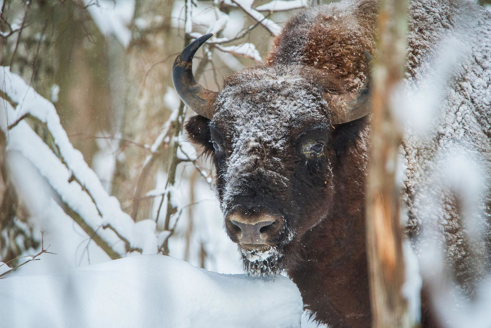 Wisent (Bison bonasus) im Kaluga Zaseki Reservat