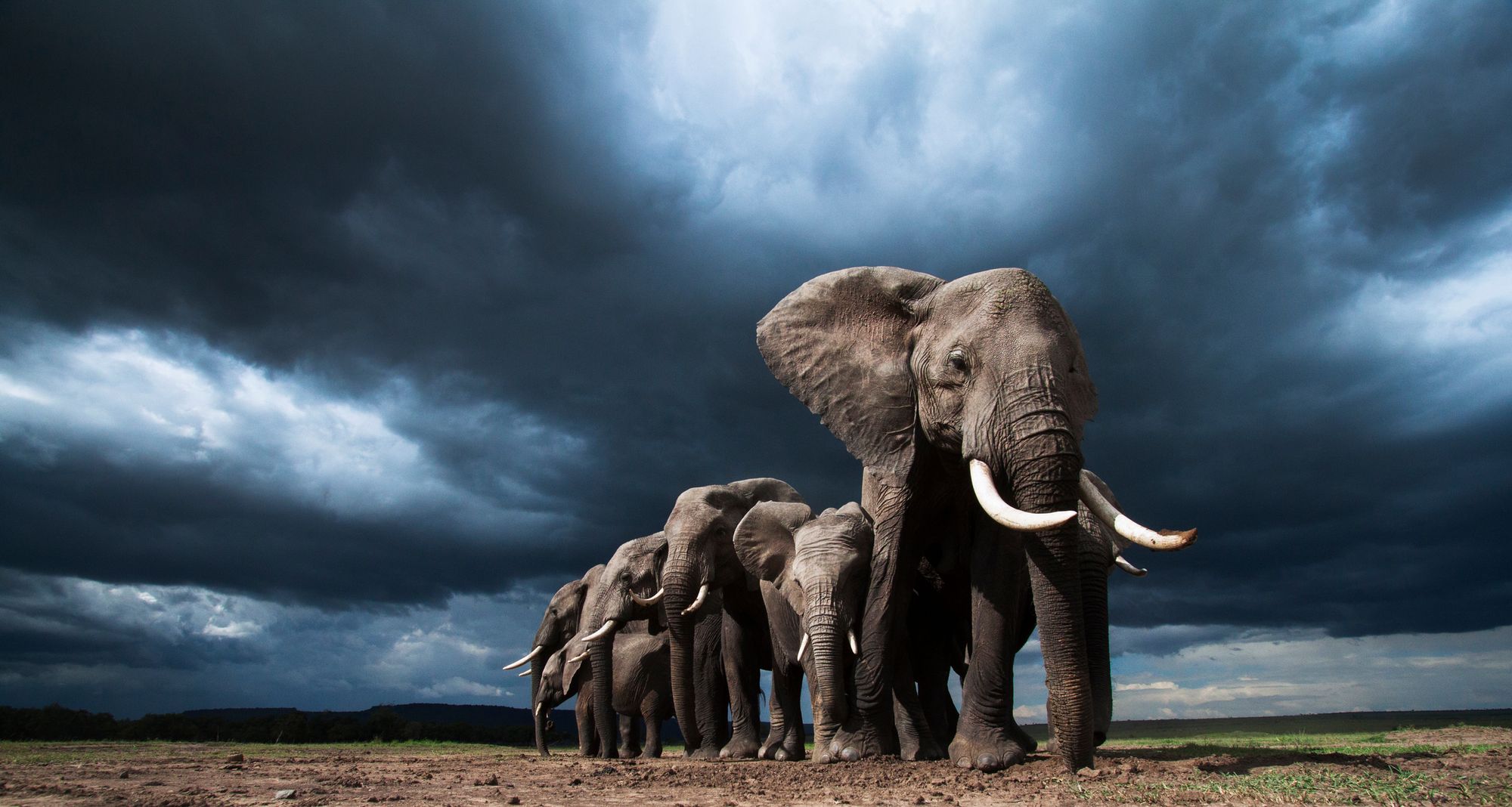 Afrikanische Elefanten in Kenia