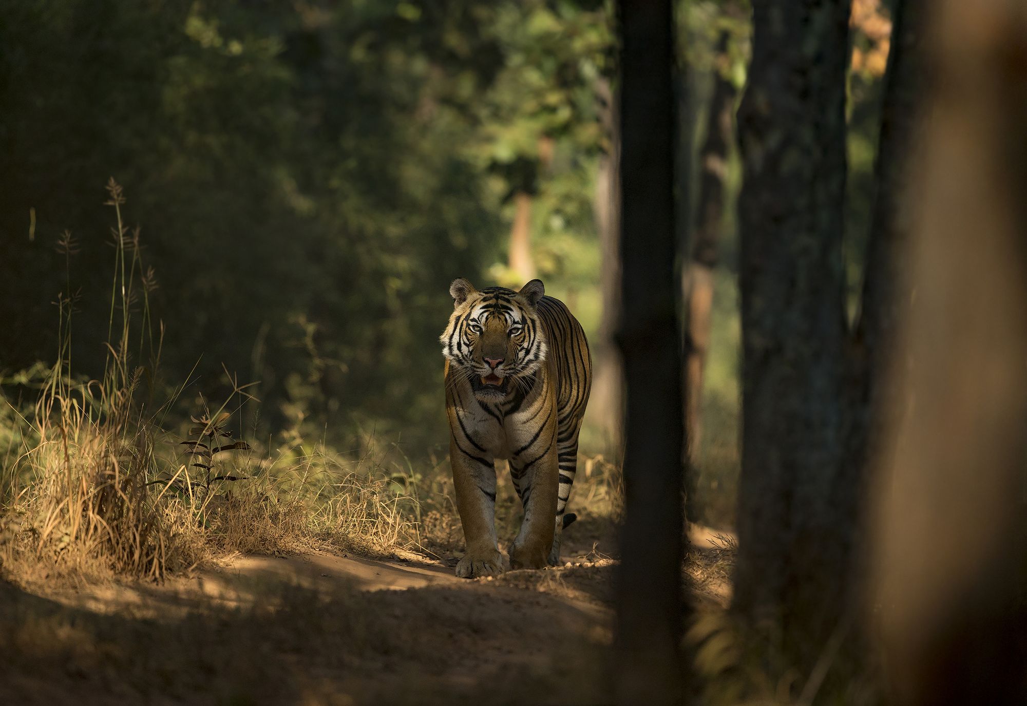 Tiger im Bandhavgarh Nationalpark in Indien