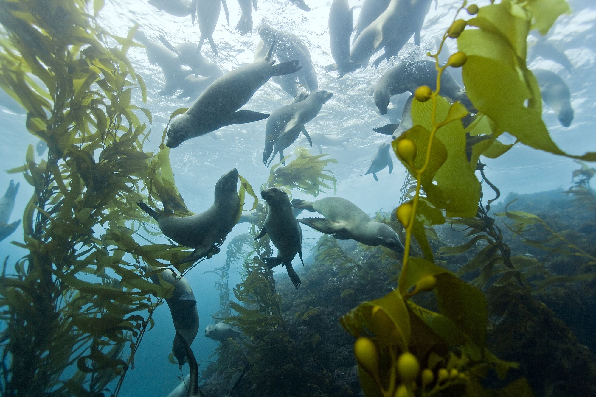 Seelöwen schwimmen vor Kalifornien
