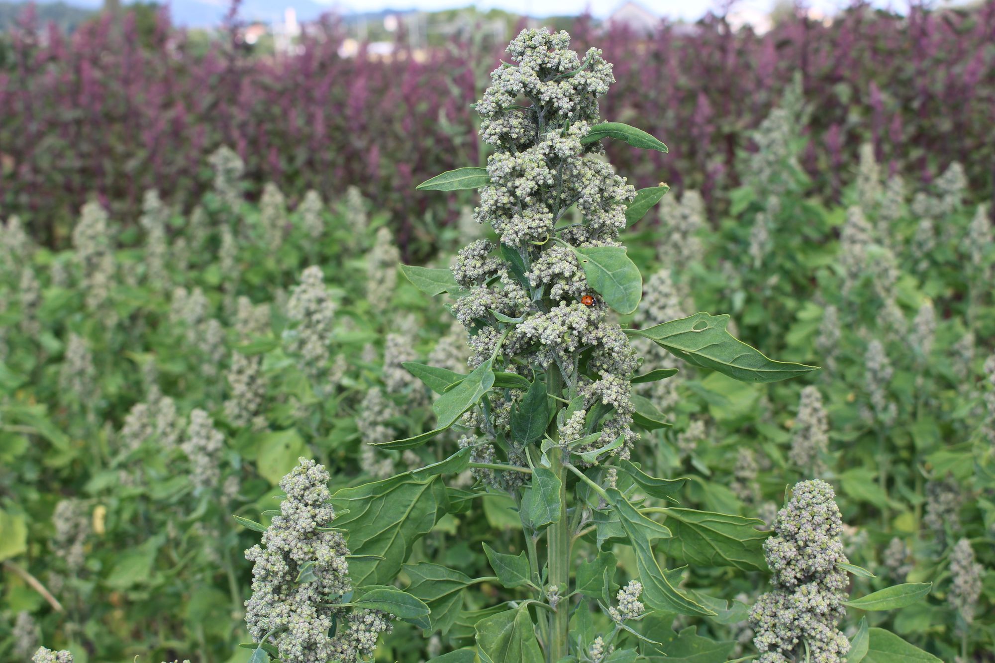 Quinoa