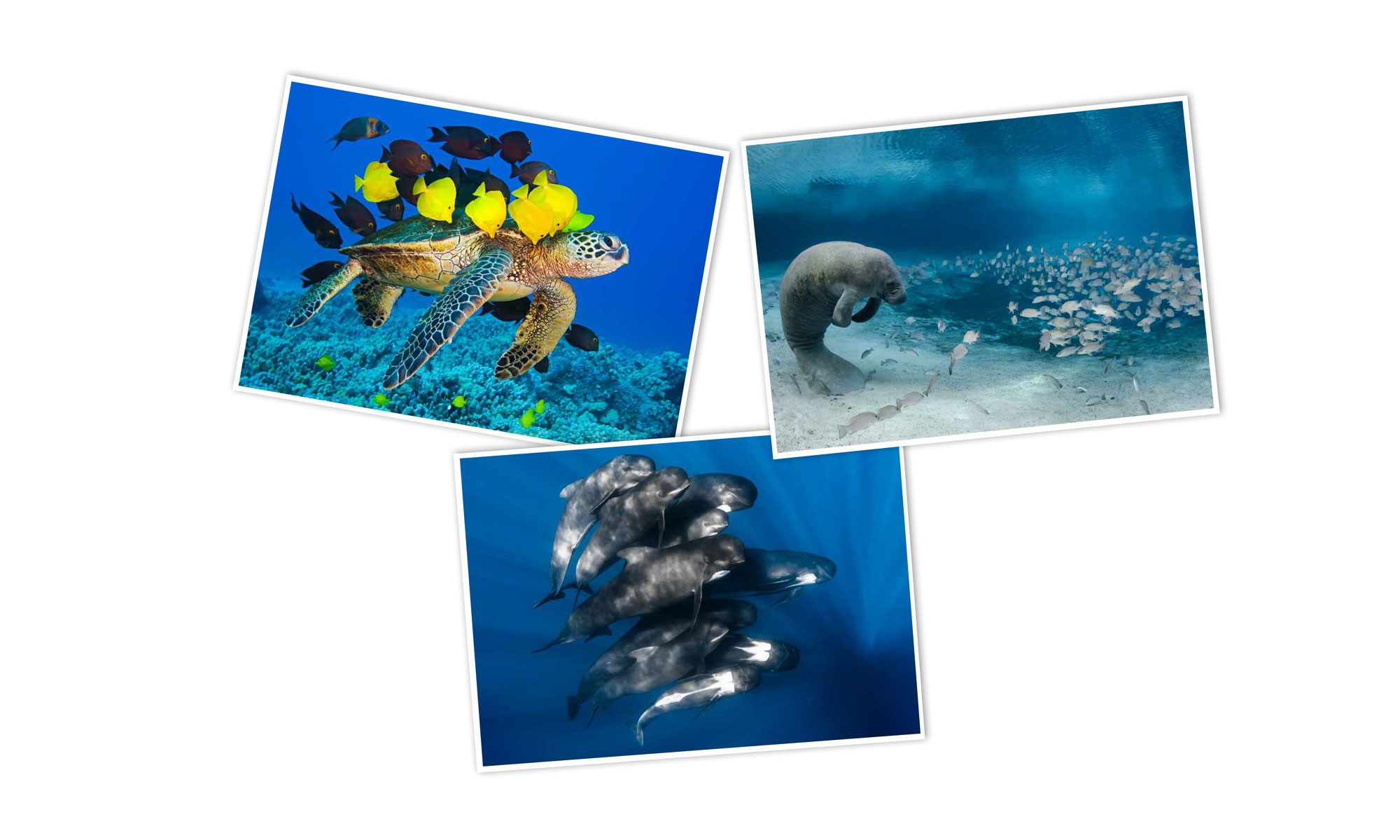 Postkarten-Set Meere