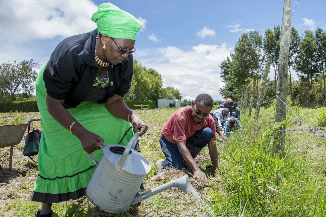 Eine Frau giesst ein Feld in Kenya