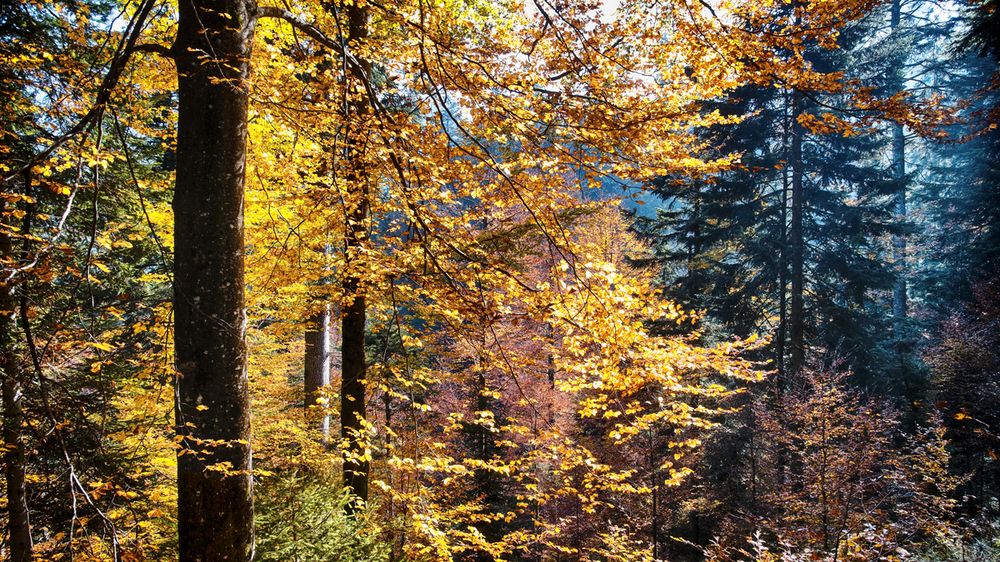 Herbstwald