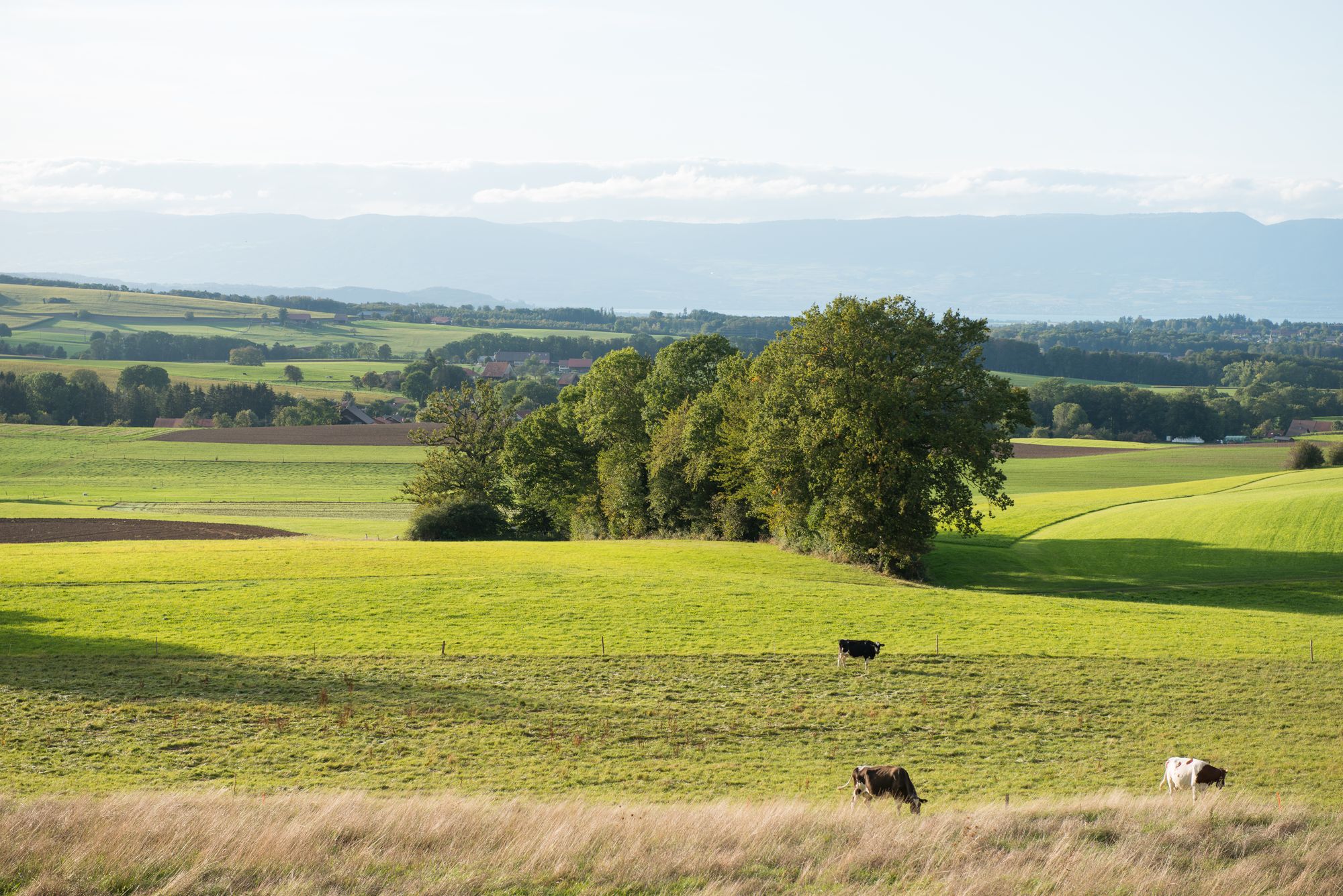 Landwirtschaftliche Fläche, die ökologisch aufgewertet wurde