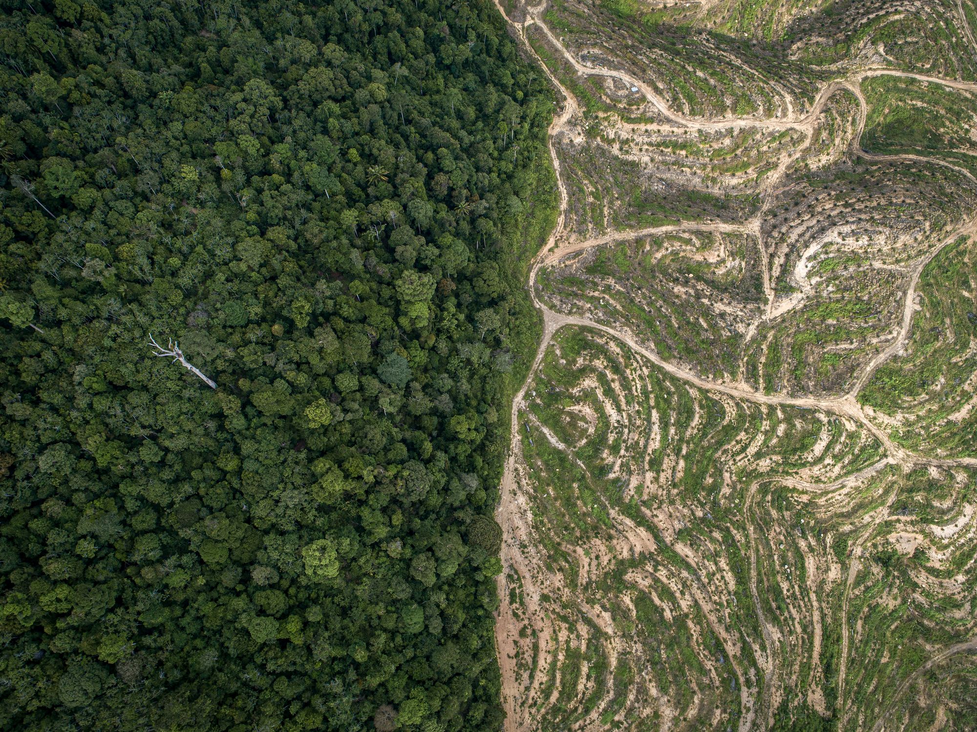 Luftaufnahme eines Waldes neben einer Palmölplantage