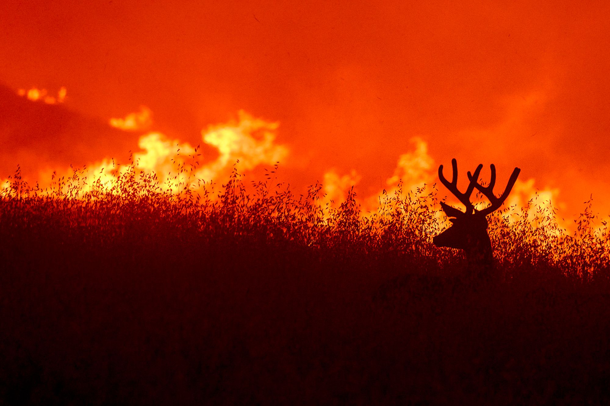 Reh vor Flammenhintergrund im Quail-Feuer in Kalifornien 2020
