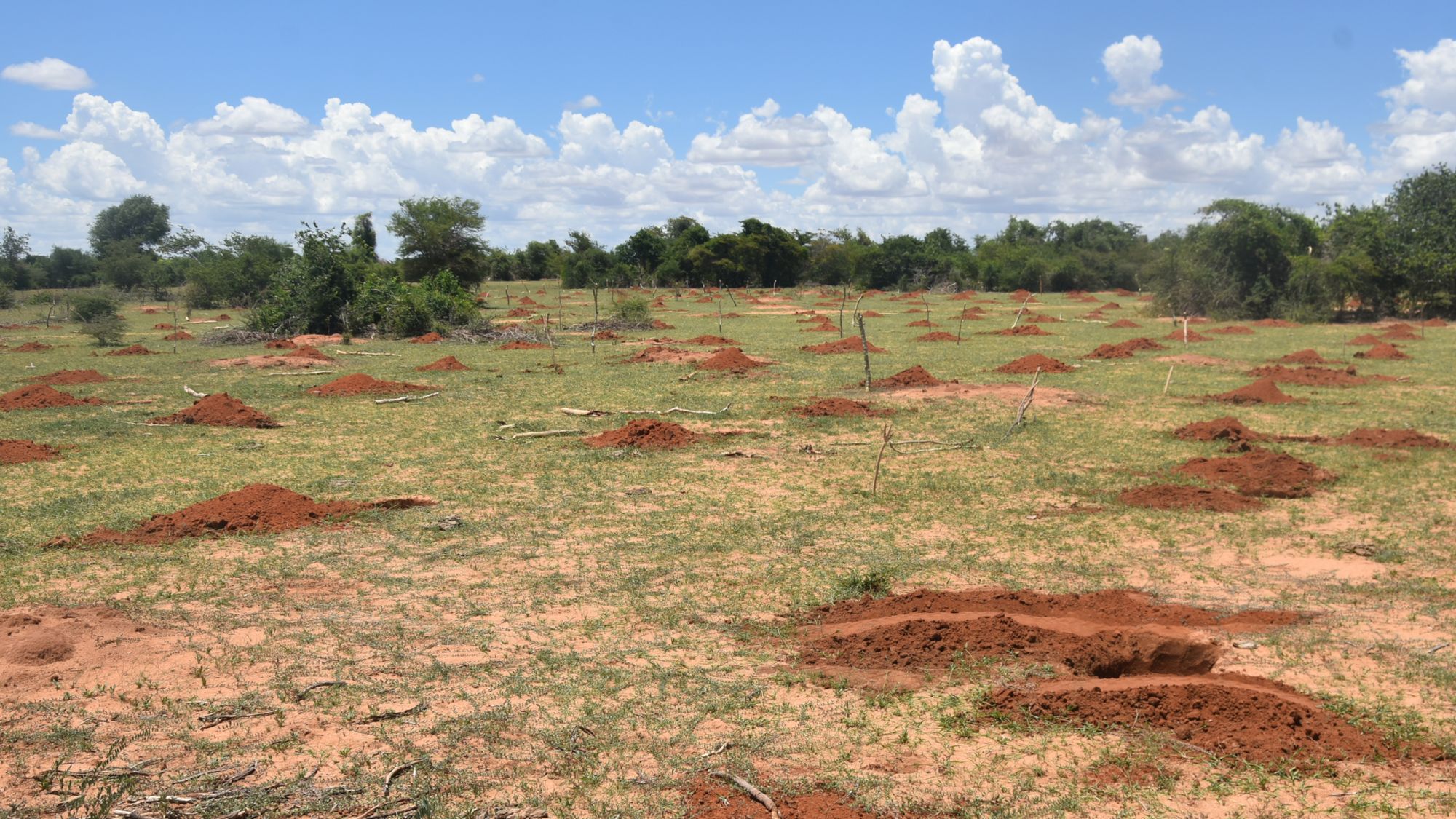 Wiederaufforstung in Madagaskar