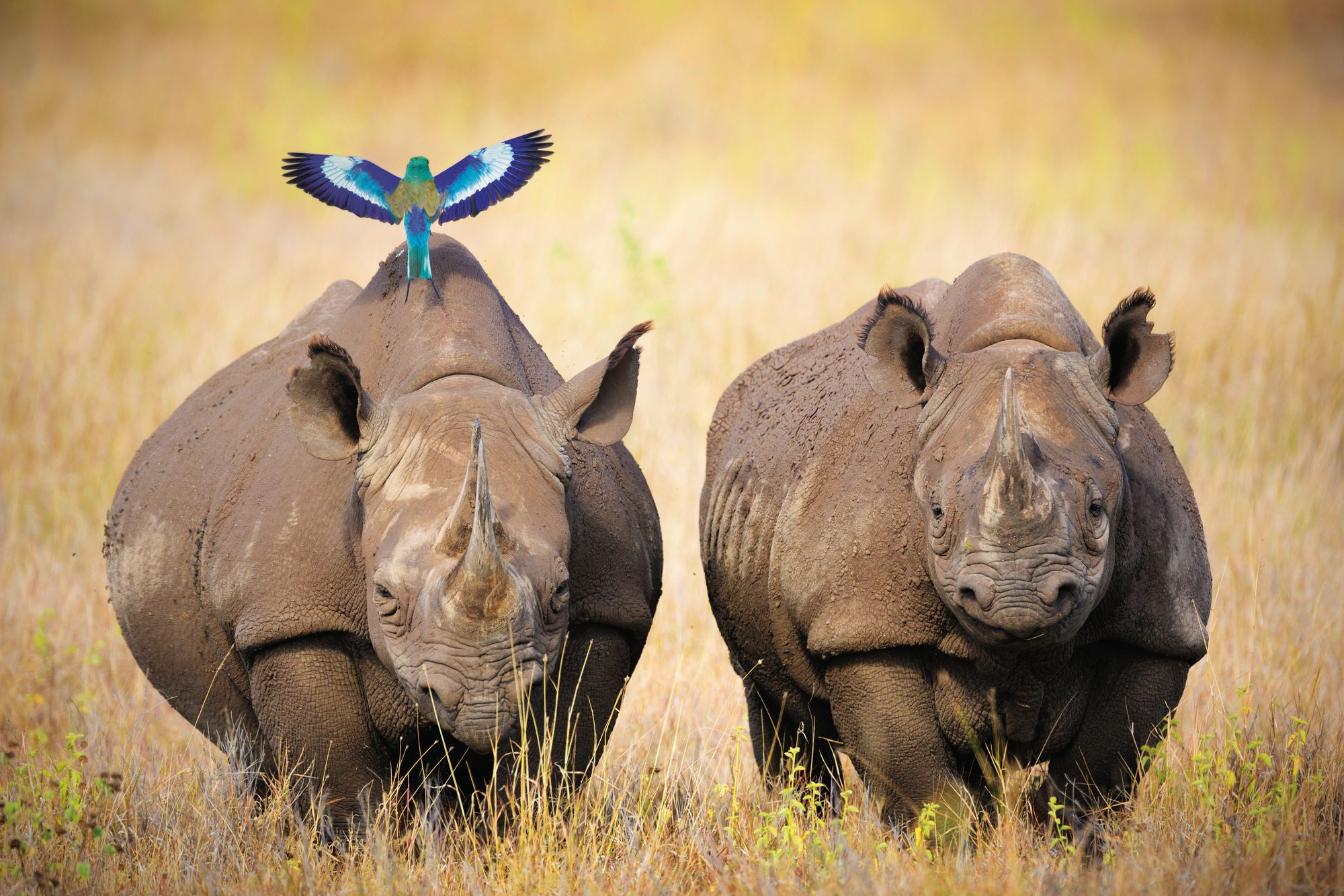 Zwei Nashörner mit Vogel in afrikanischer Graslandschaft 