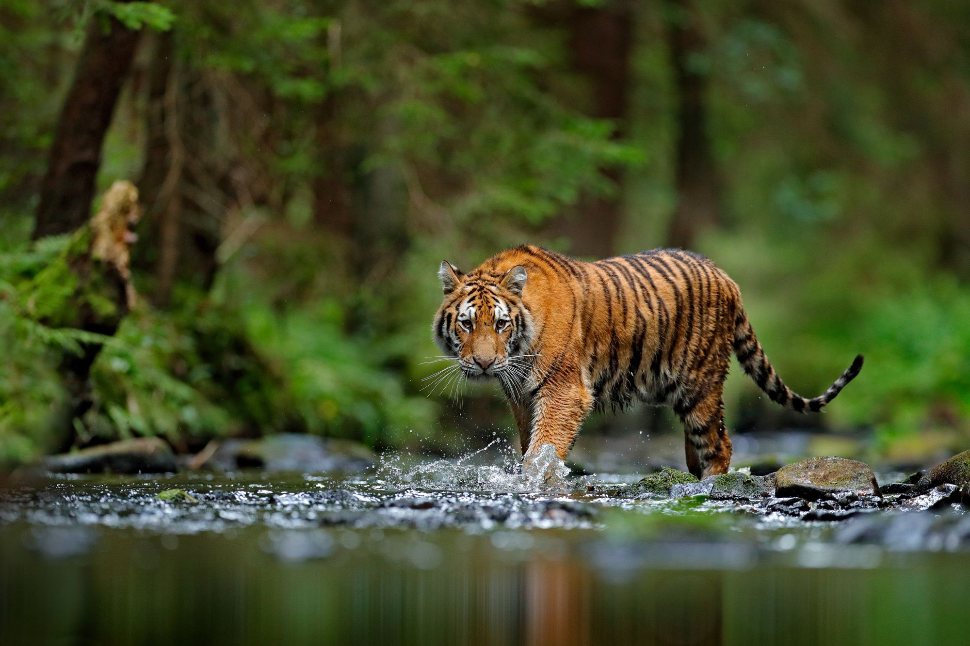 Siberian Tiger, or Amur tiger, (Panthera tigris altaica) walking in the water in Russia.