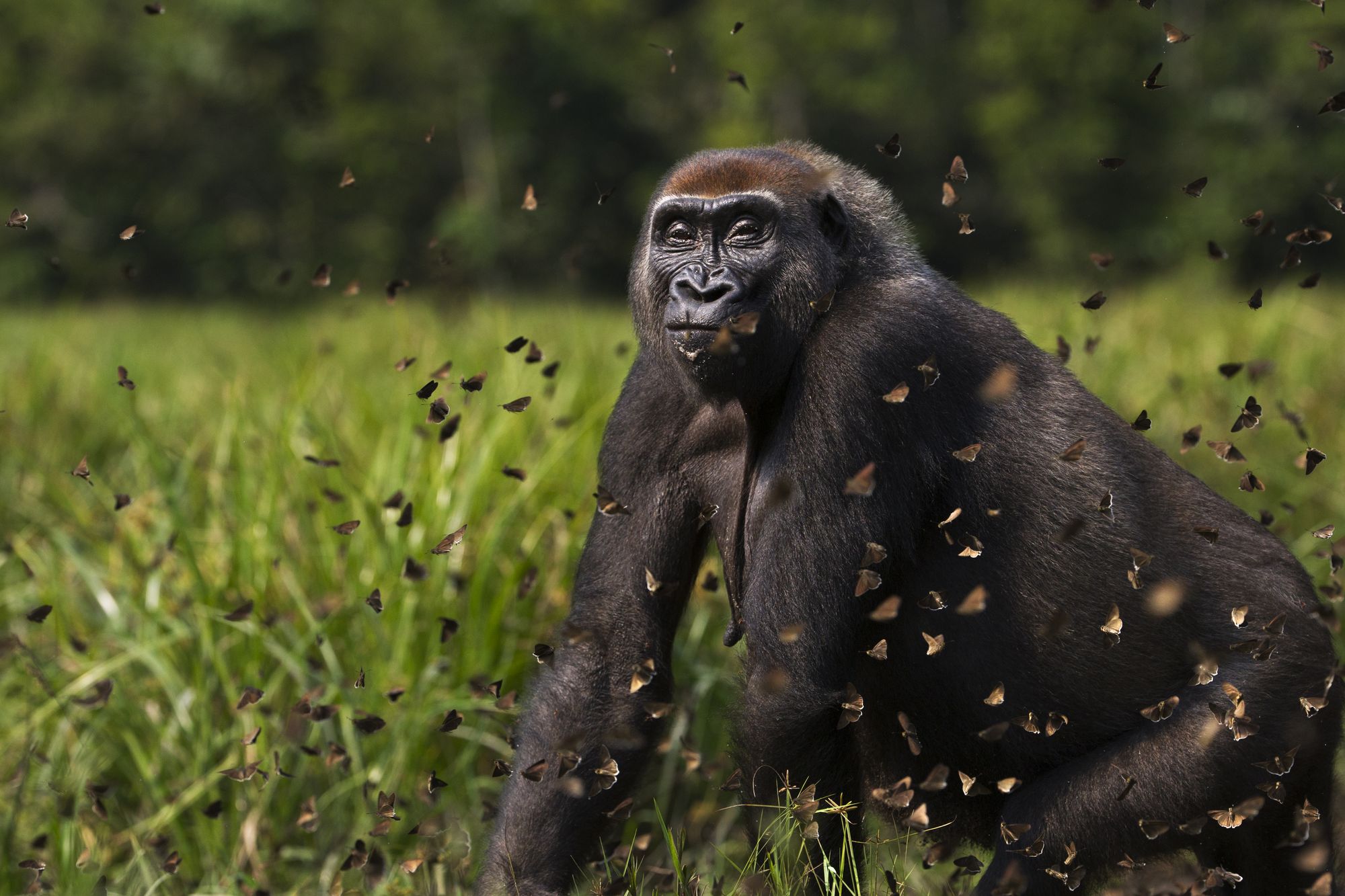  Western lowland gorilla female 'Malui' and butterflies in Central African Republic